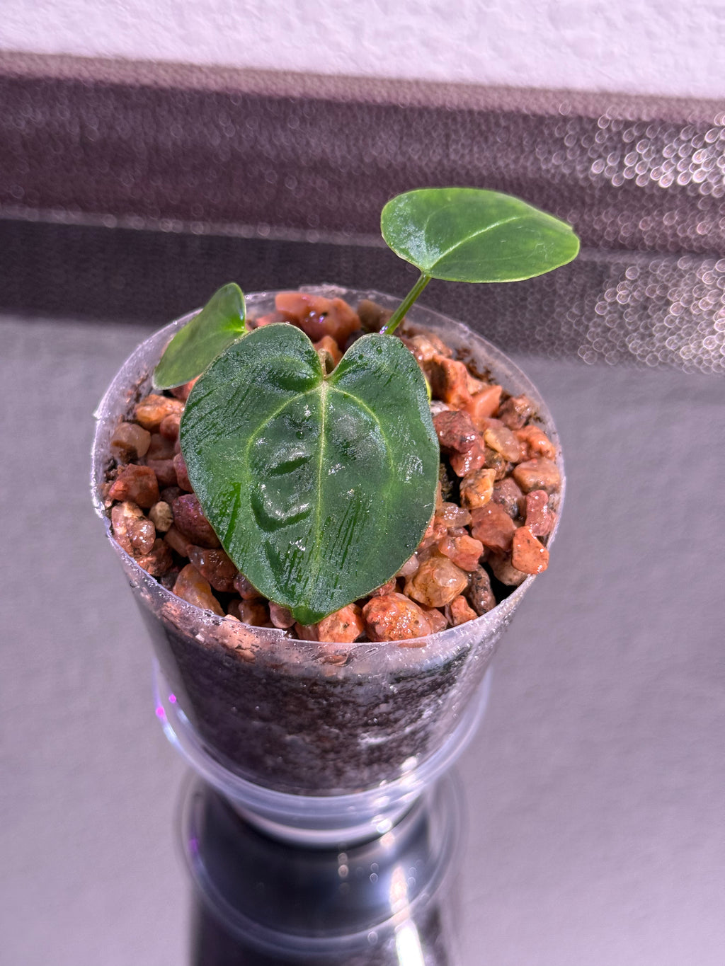 Anthurium NSE Red Crystal x Carlablackaie