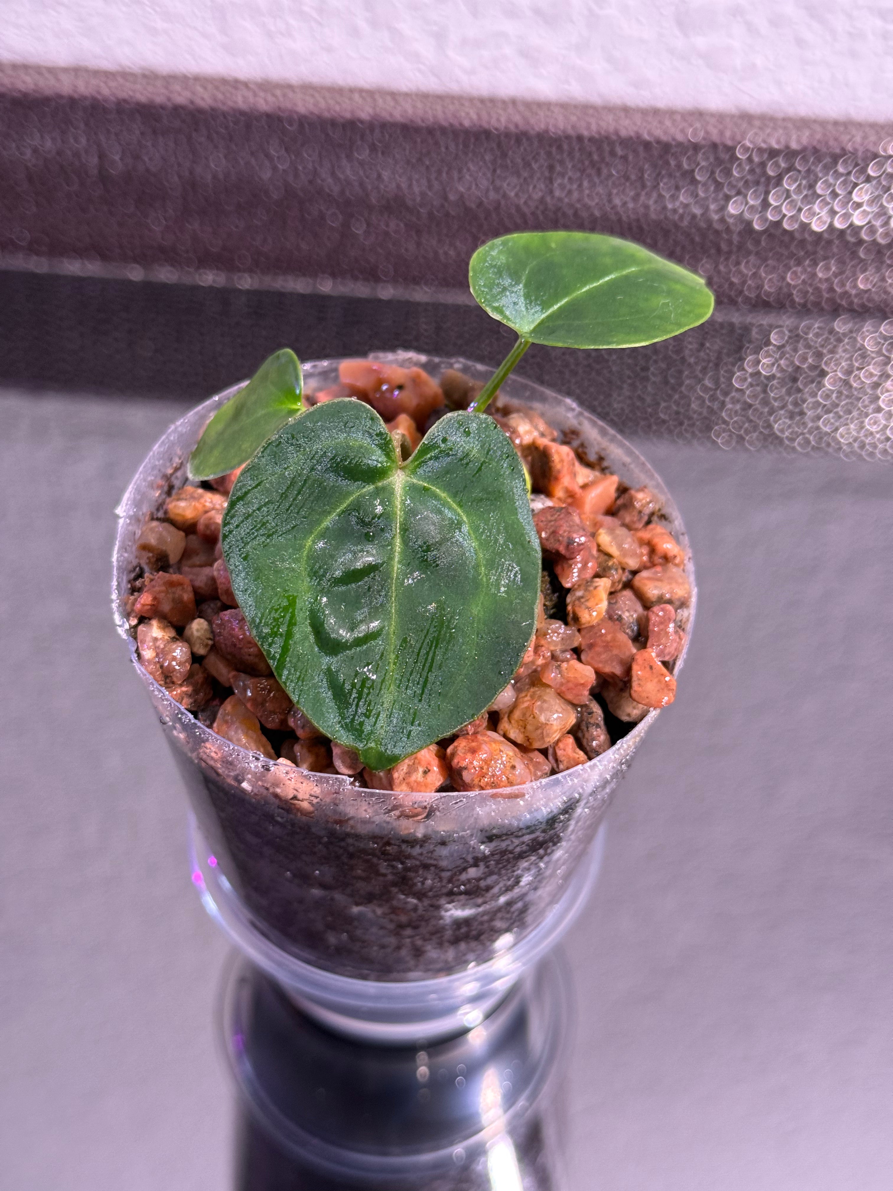 Anthurium NSE Red Crystal x Carlablackaie