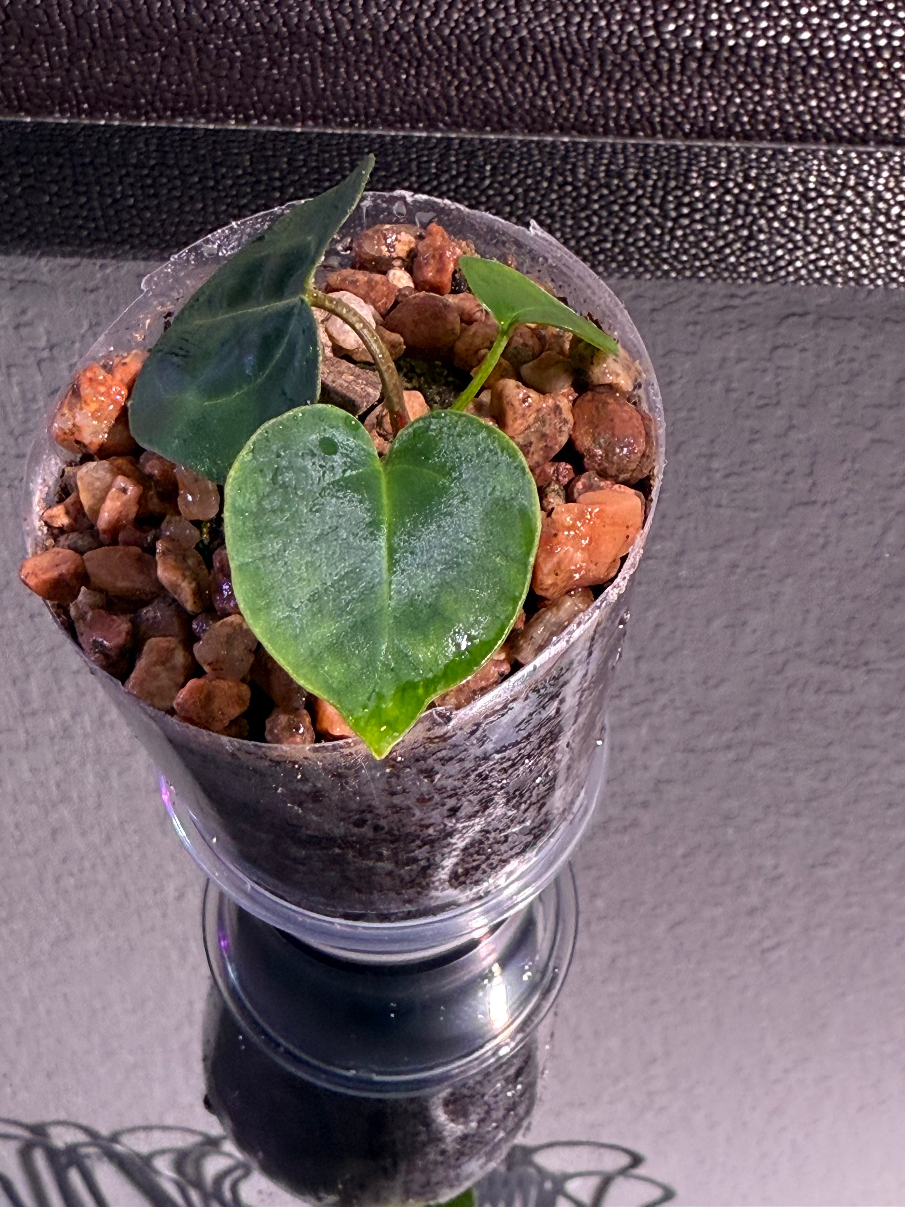 Anthurium NSE Red Crystal x Carlablackaie