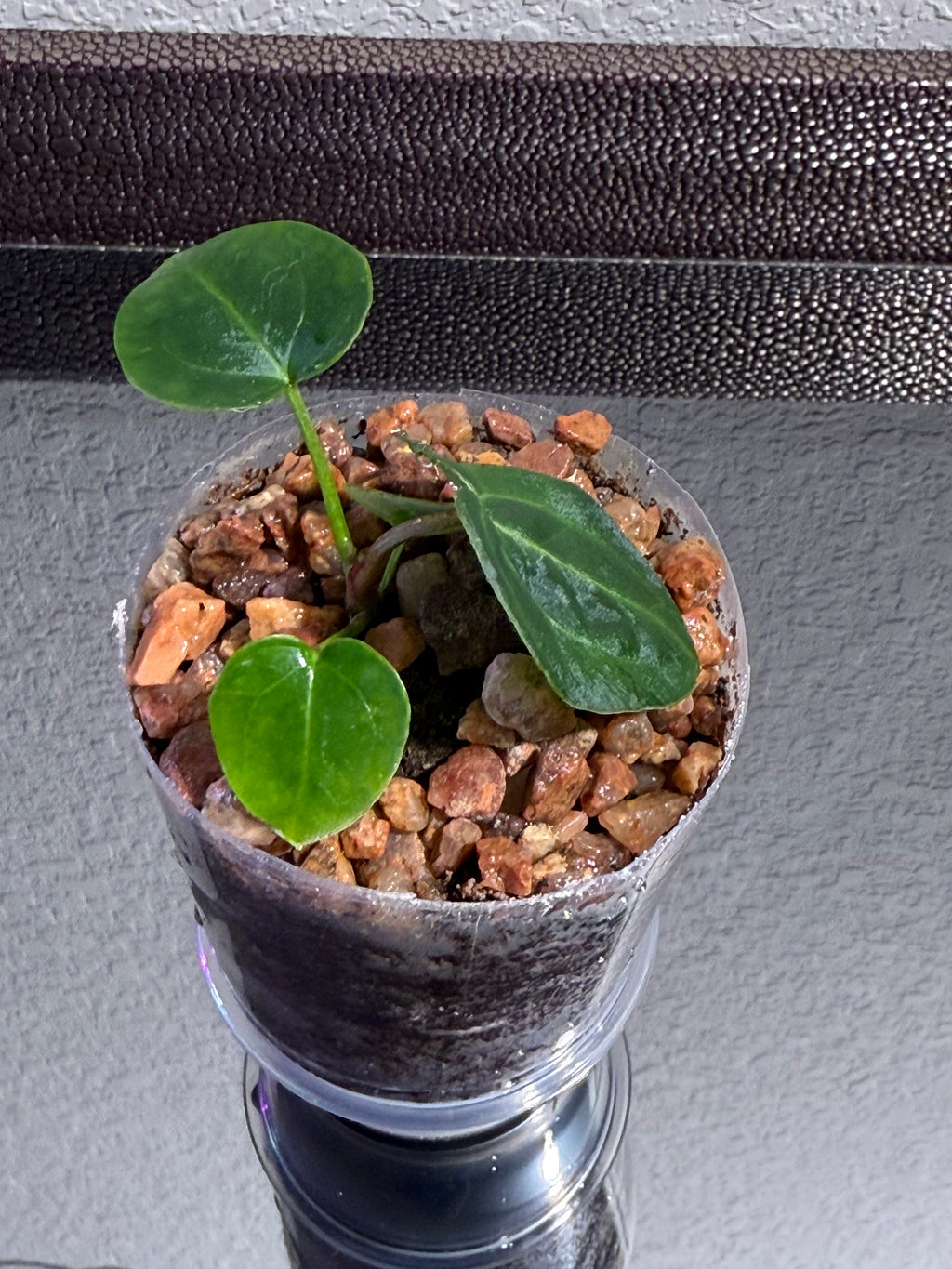 Anthurium NSE Red Crystal x Carlablackaie