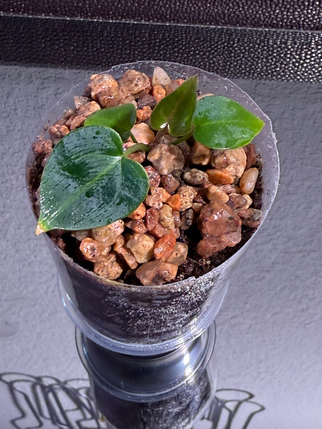 Anthurium NSE Red Crystal x Carlablackaie