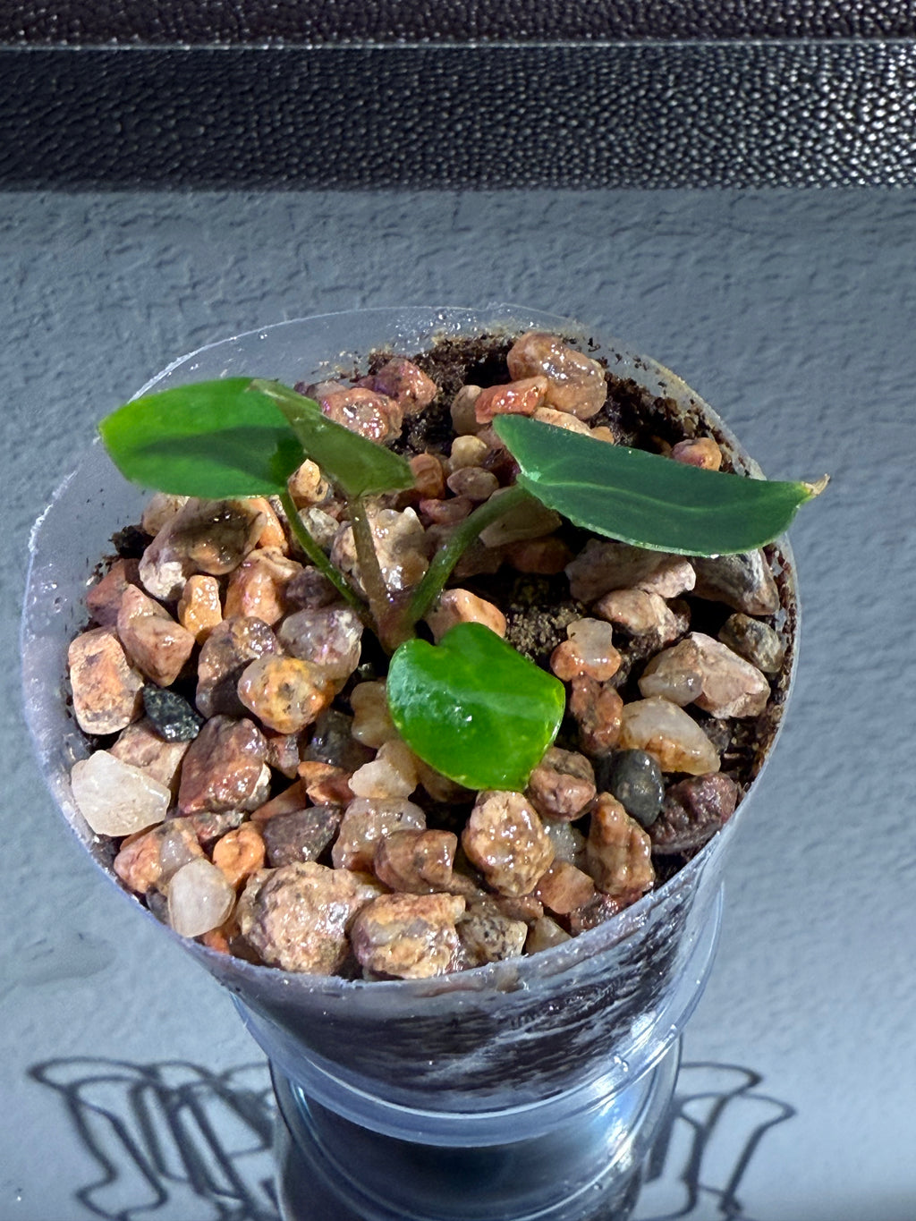 Anthurium NSE Red Crystal x Carlablackaie