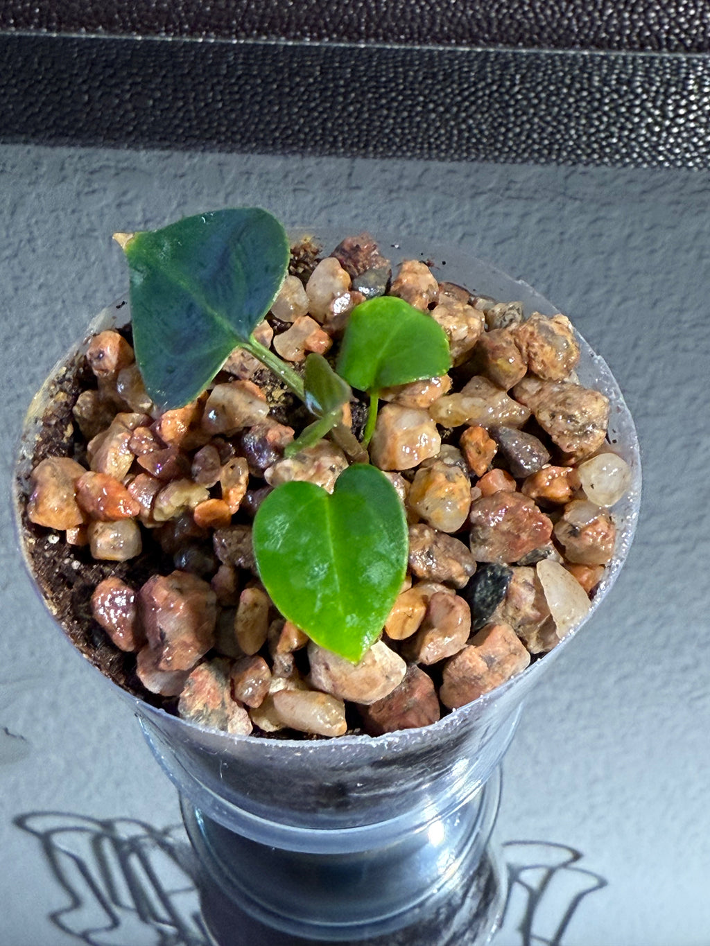 Anthurium NSE Red Crystal x Carlablackaie