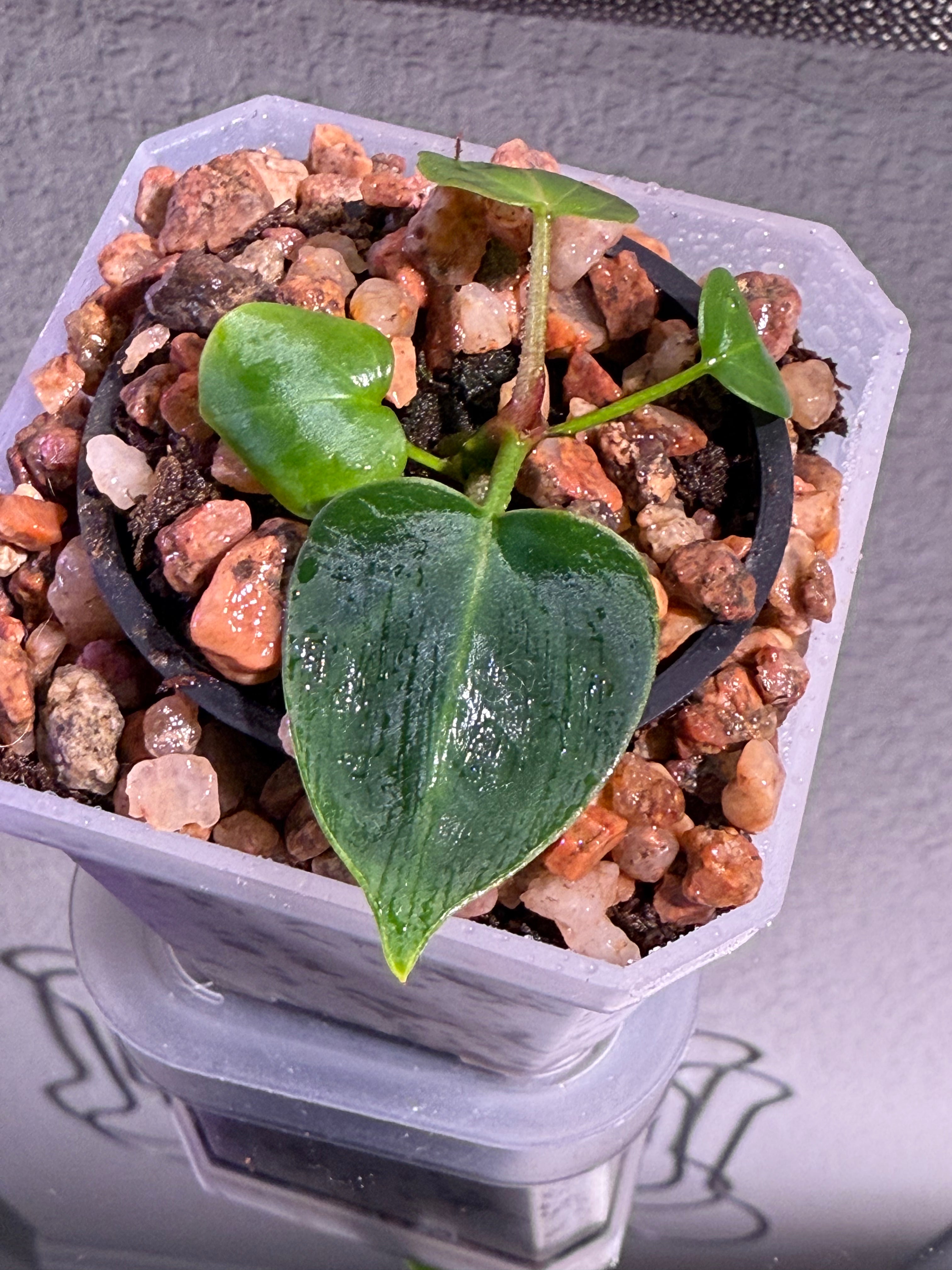 Anthurium NSE Red Crystal x Carlablackaie