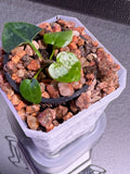 Anthurium NSE Red Crystal x Carlablackaie