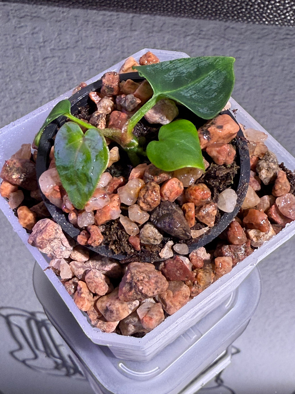 Anthurium NSE Red Crystal x Carlablackaie