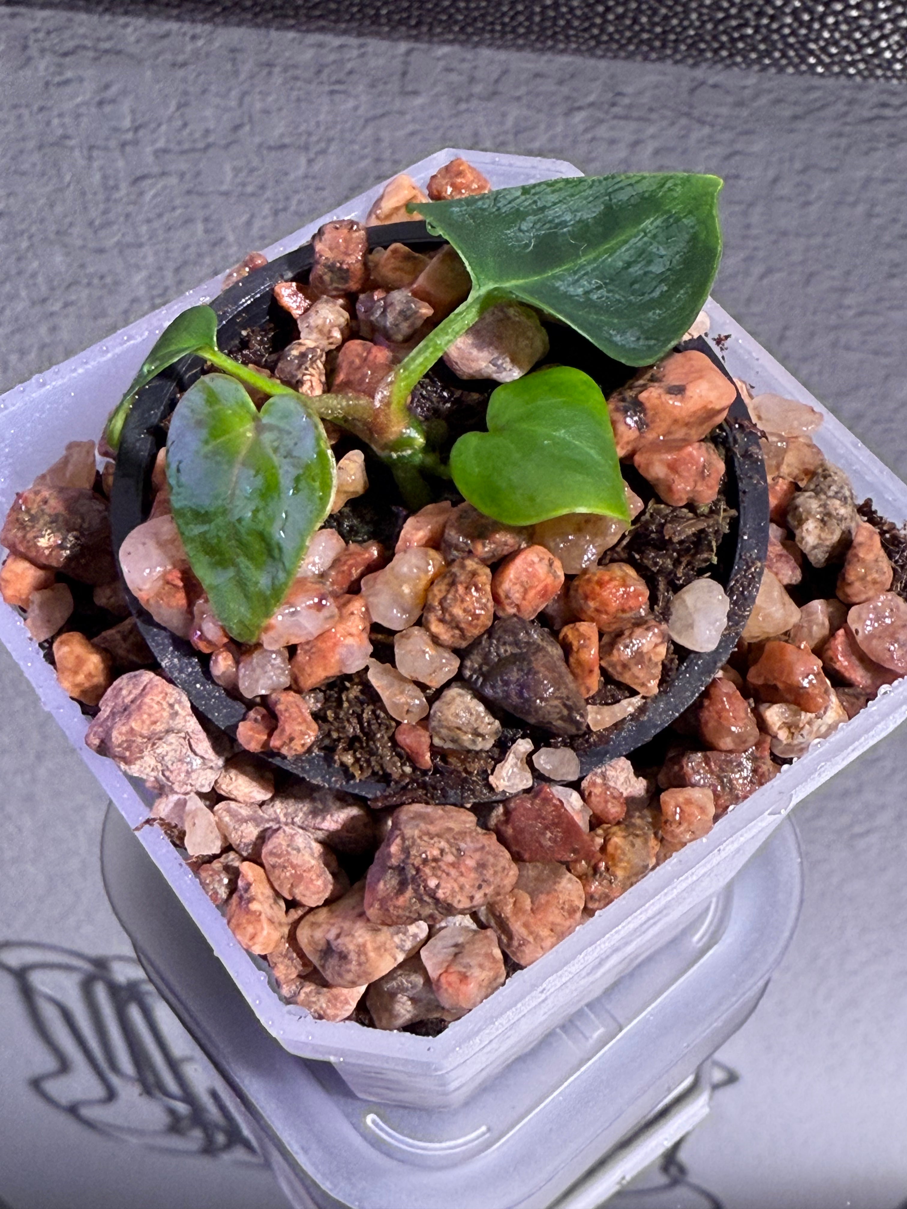 Anthurium NSE Red Crystal x Carlablackaie