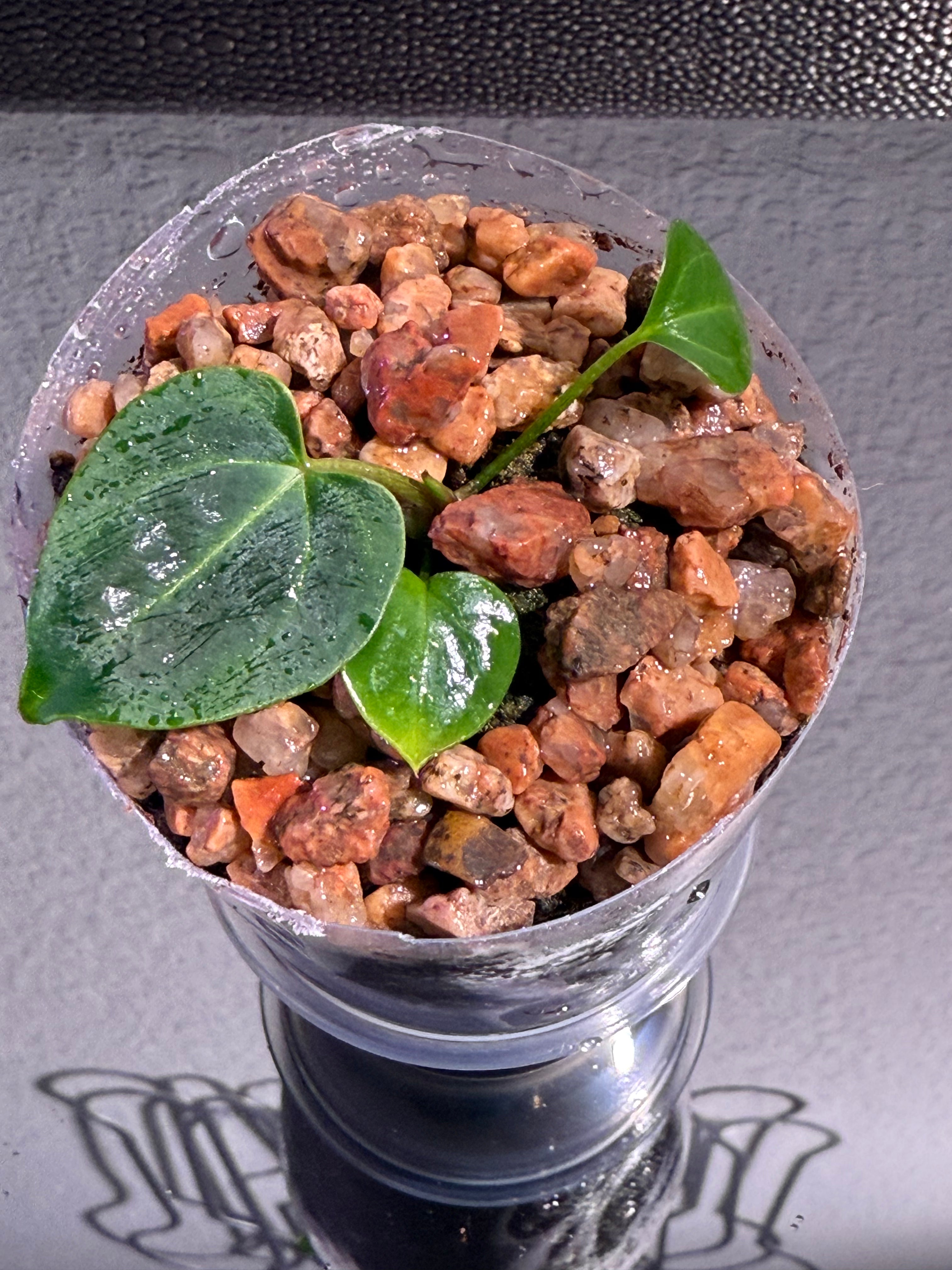 Anthurium NSE Red Crystal x Carlablackaie