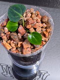 Anthurium NSE Red Crystal x Carlablackaie