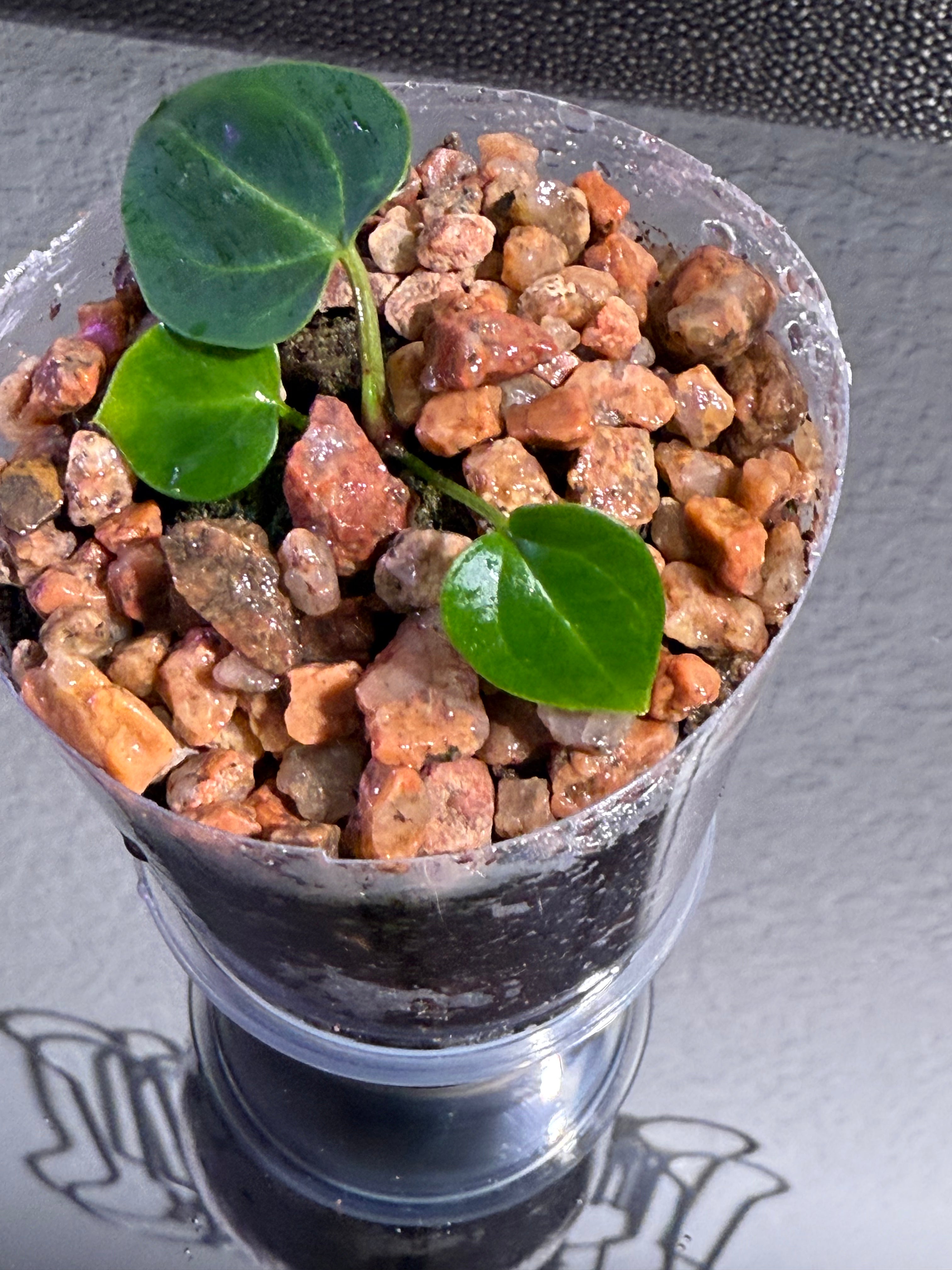 Anthurium NSE Red Crystal x Carlablackaie