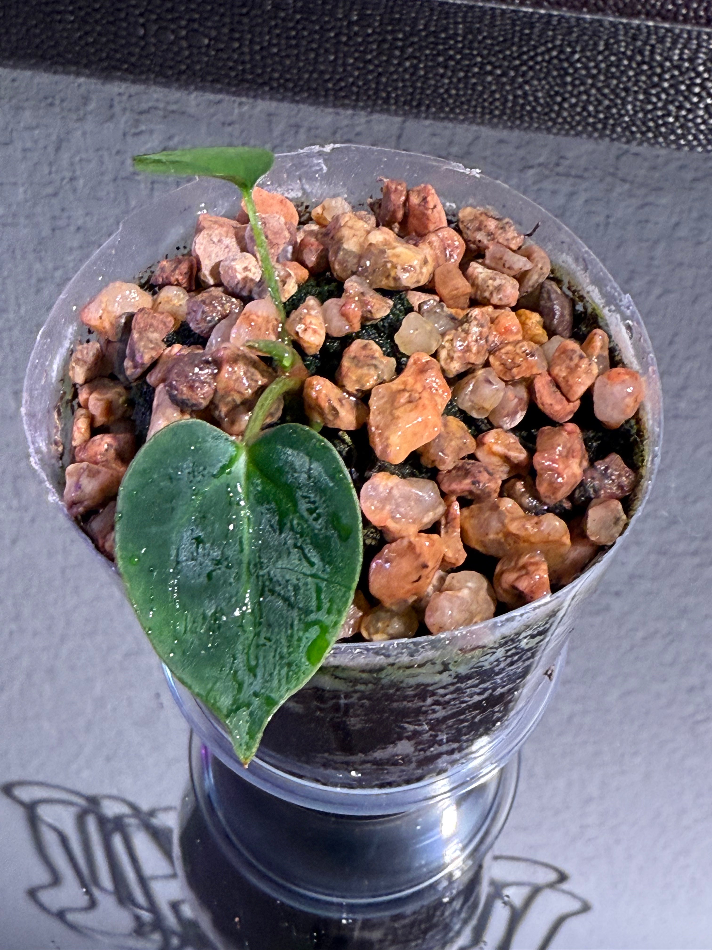 Anthurium NSE Red Crystal x Carlablackaie