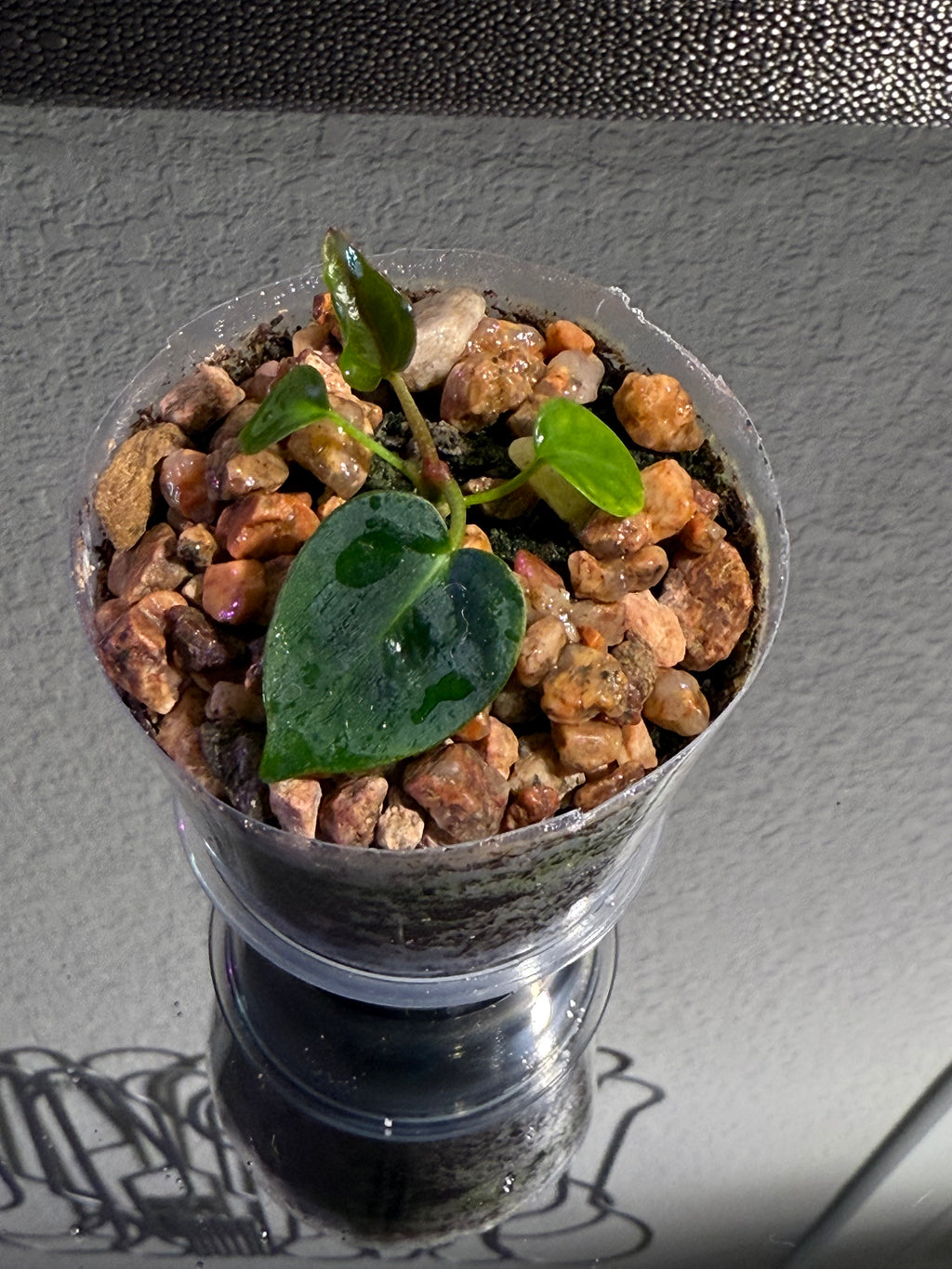 Anthurium NSE Red Crystal x Carlablackaie