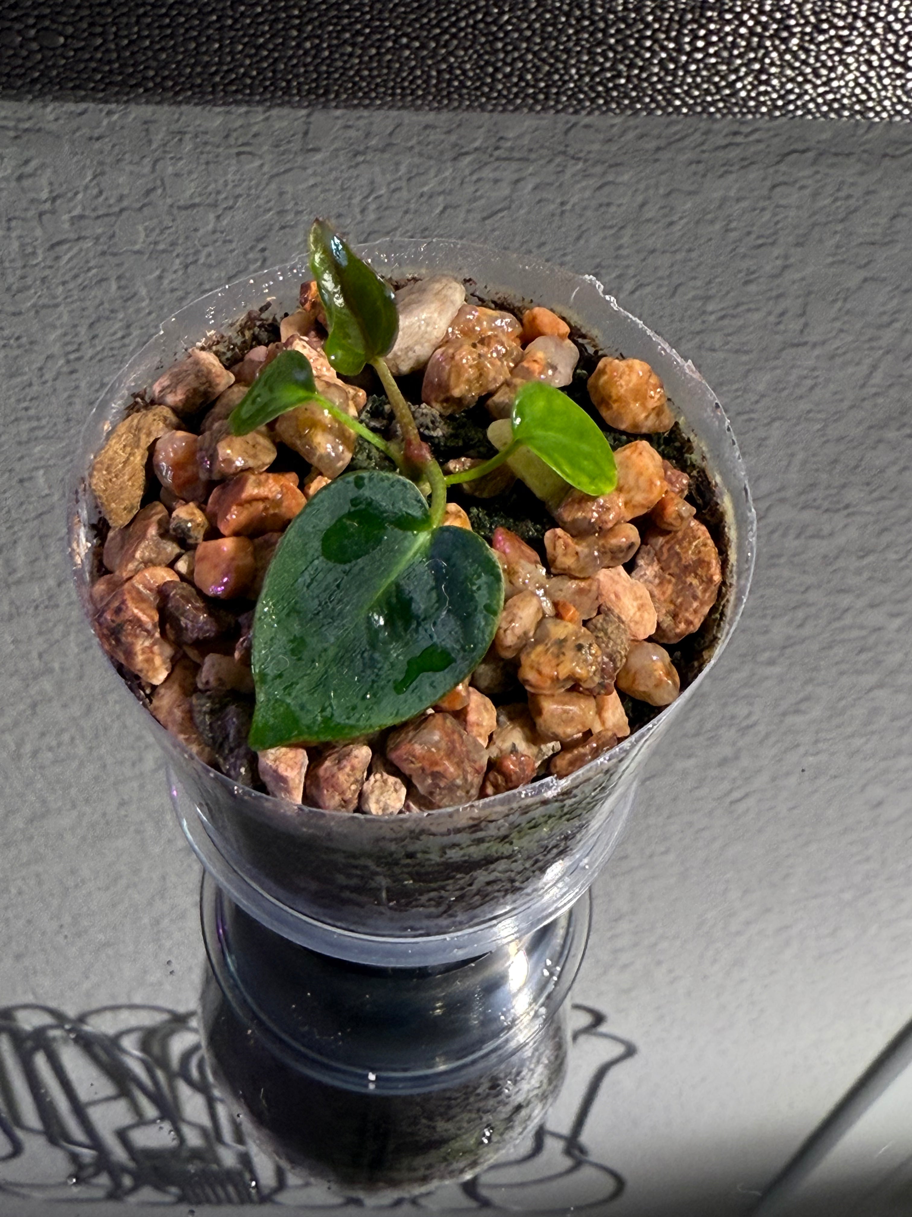 Anthurium NSE Red Crystal x Carlablackaie