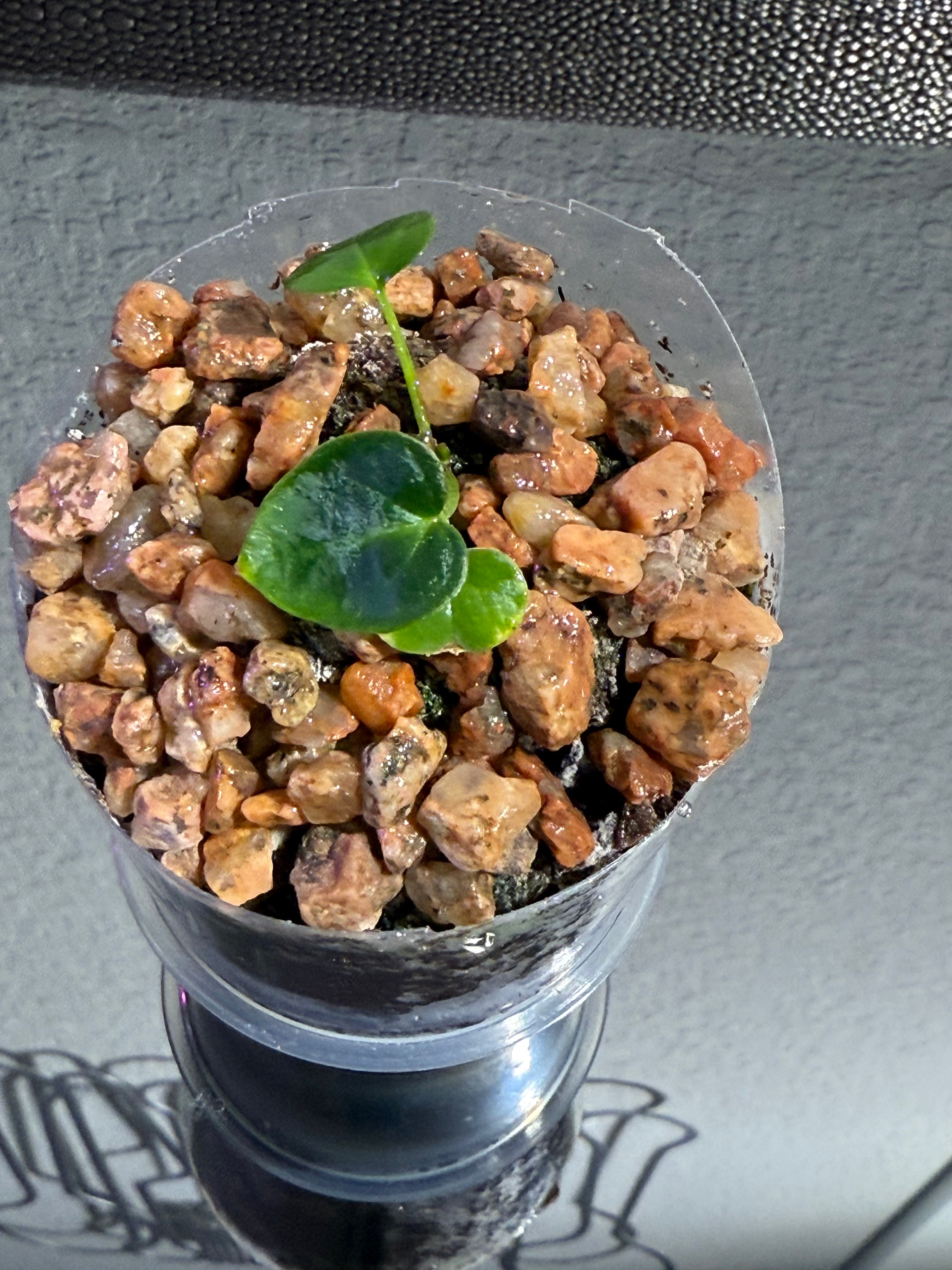 Anthurium NSE Red Crystal x Carlablackaie