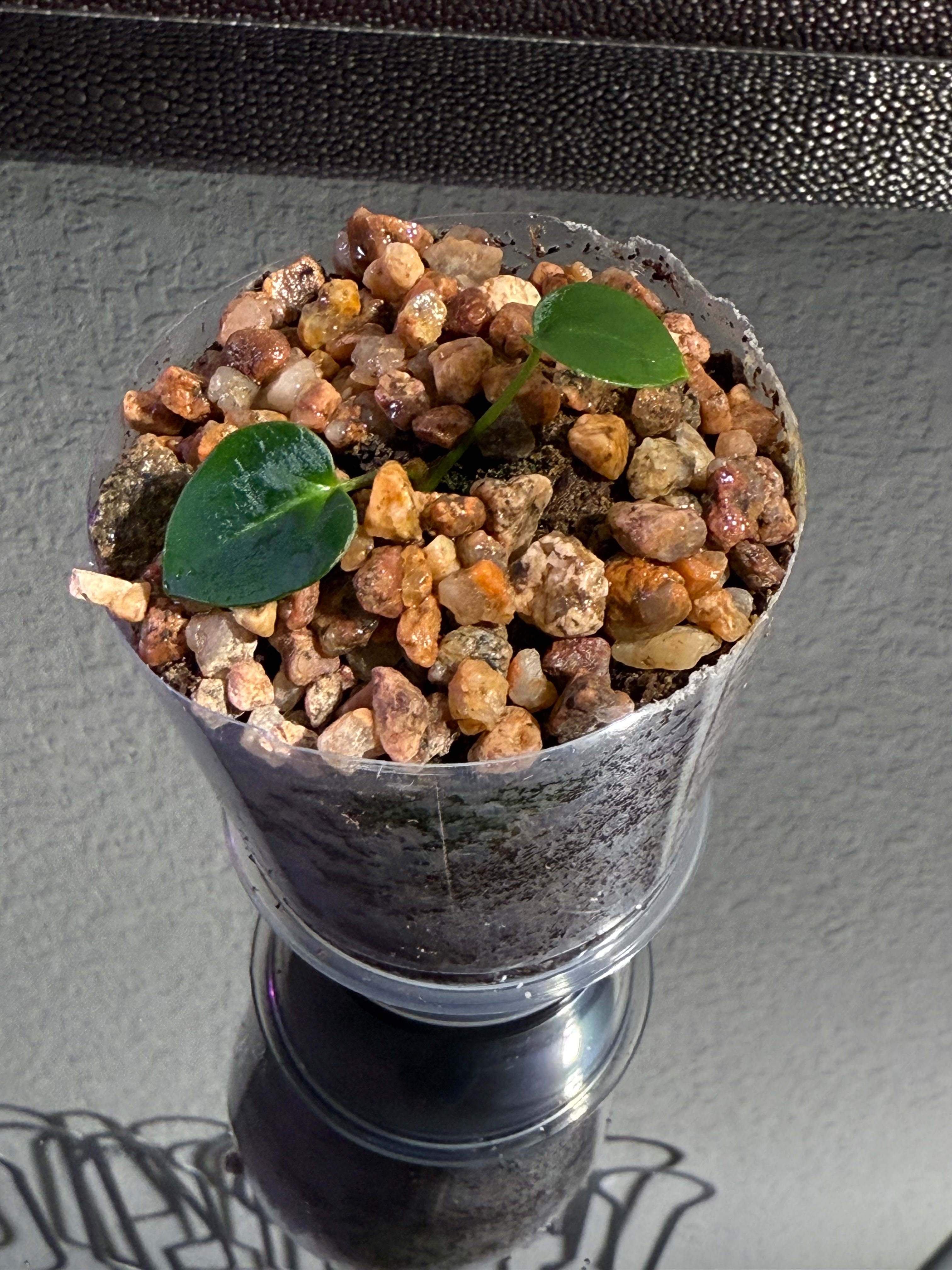 Anthurium NSE Red Crystal x Carlablackaie