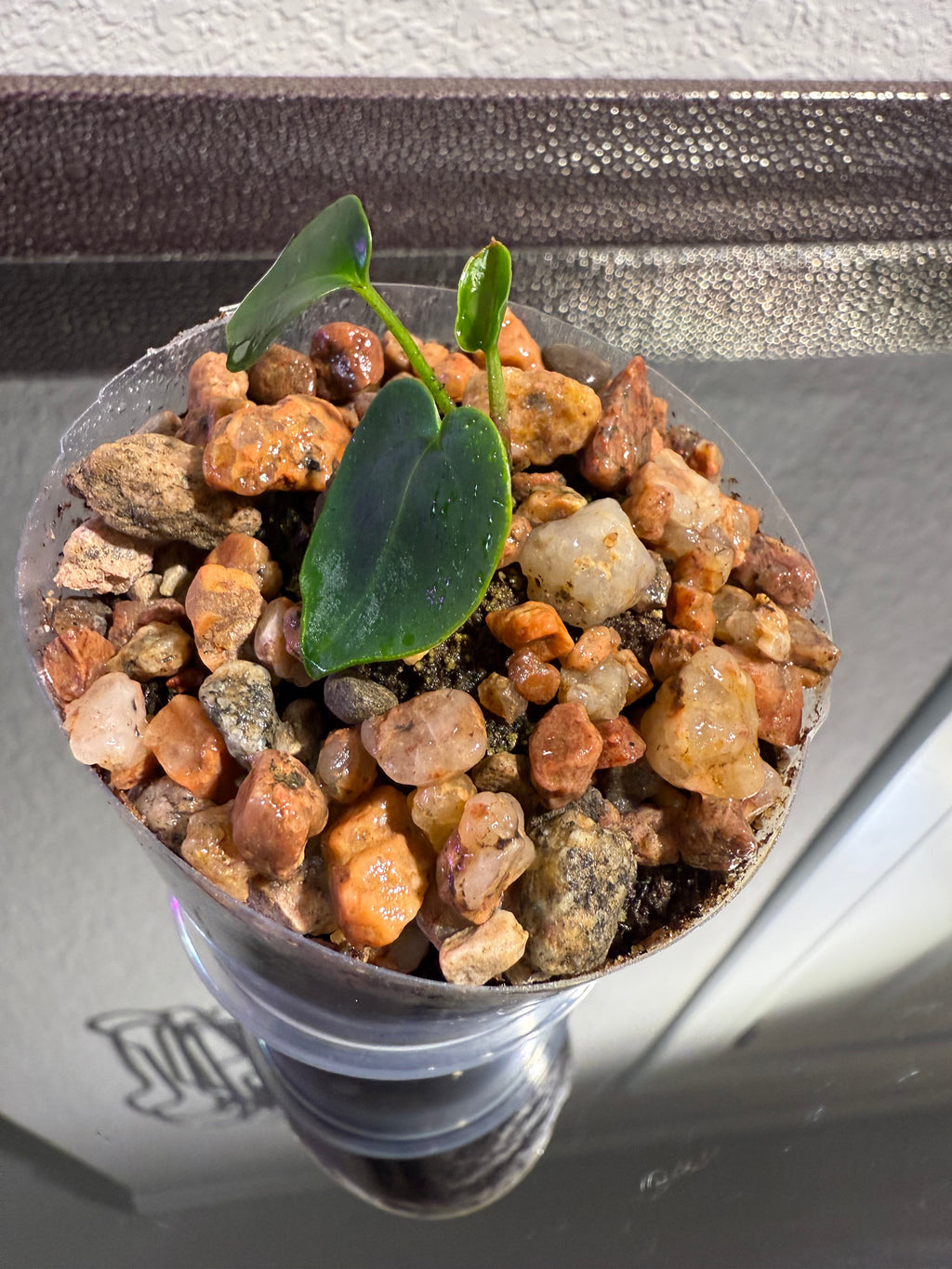 Anthurium NSE Red Crystal x Carlablackaie