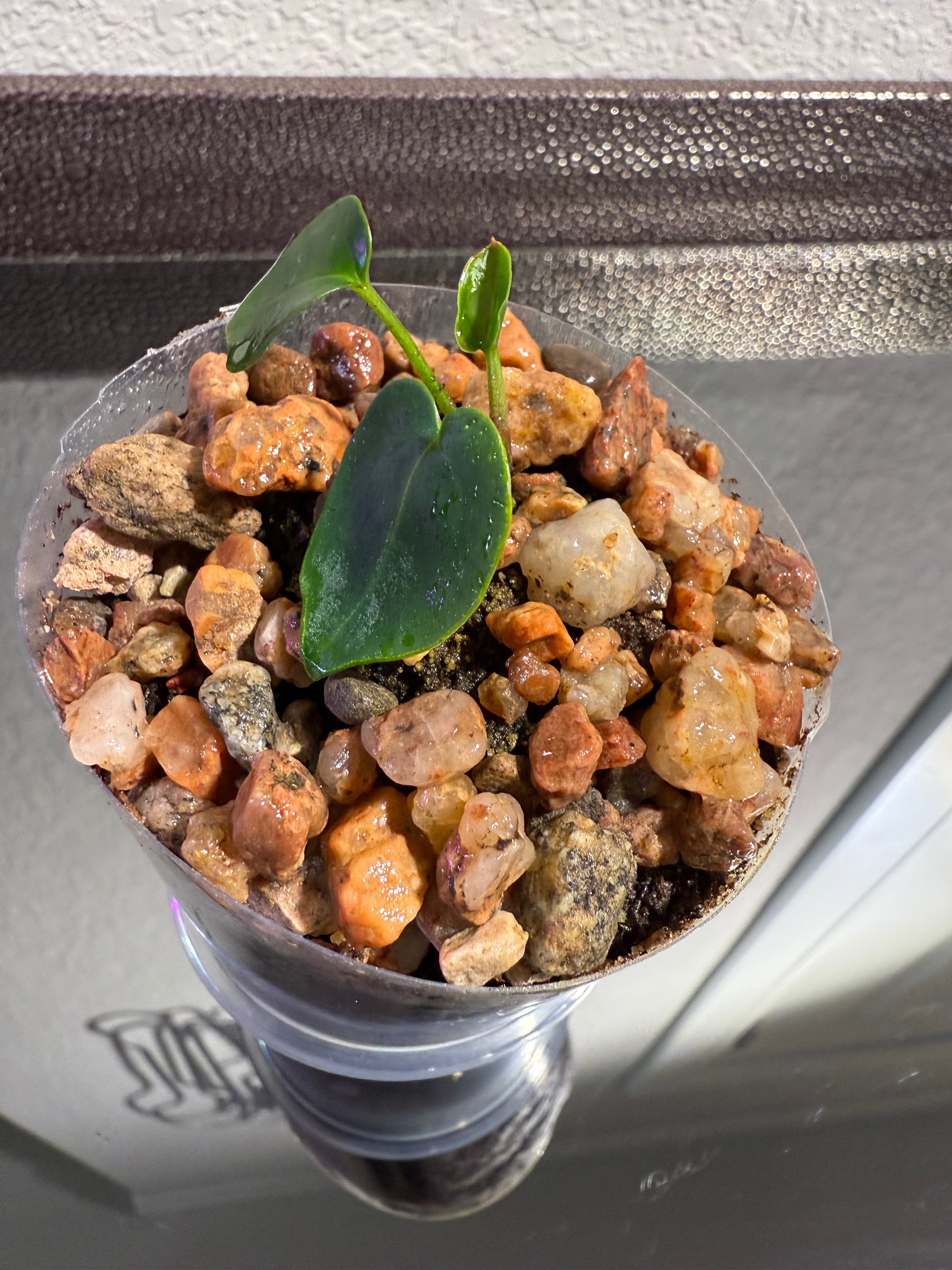 Anthurium NSE Red Crystal x Carlablackaie