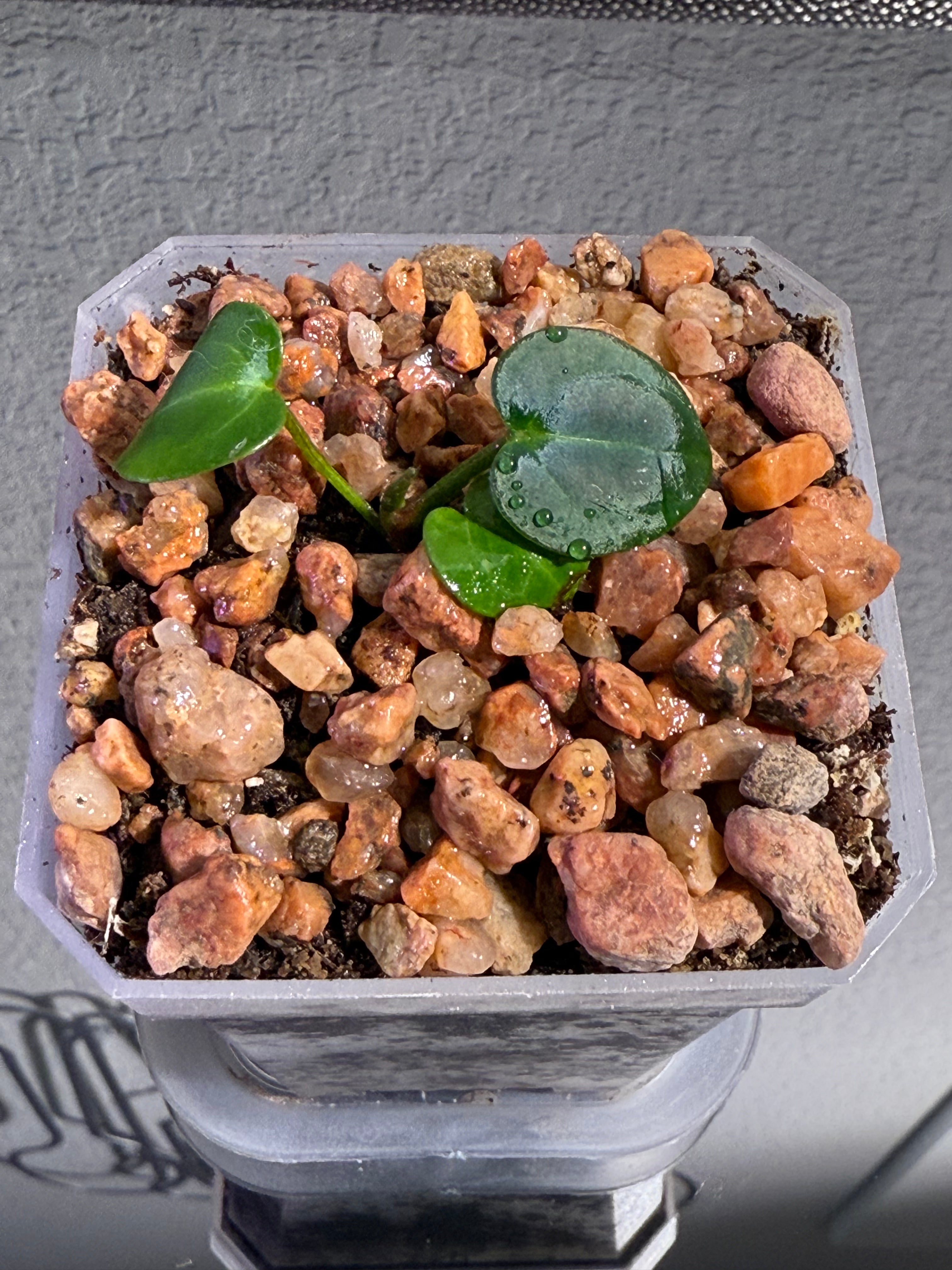Anthurium NSE Red Crystal x Carlablackaie