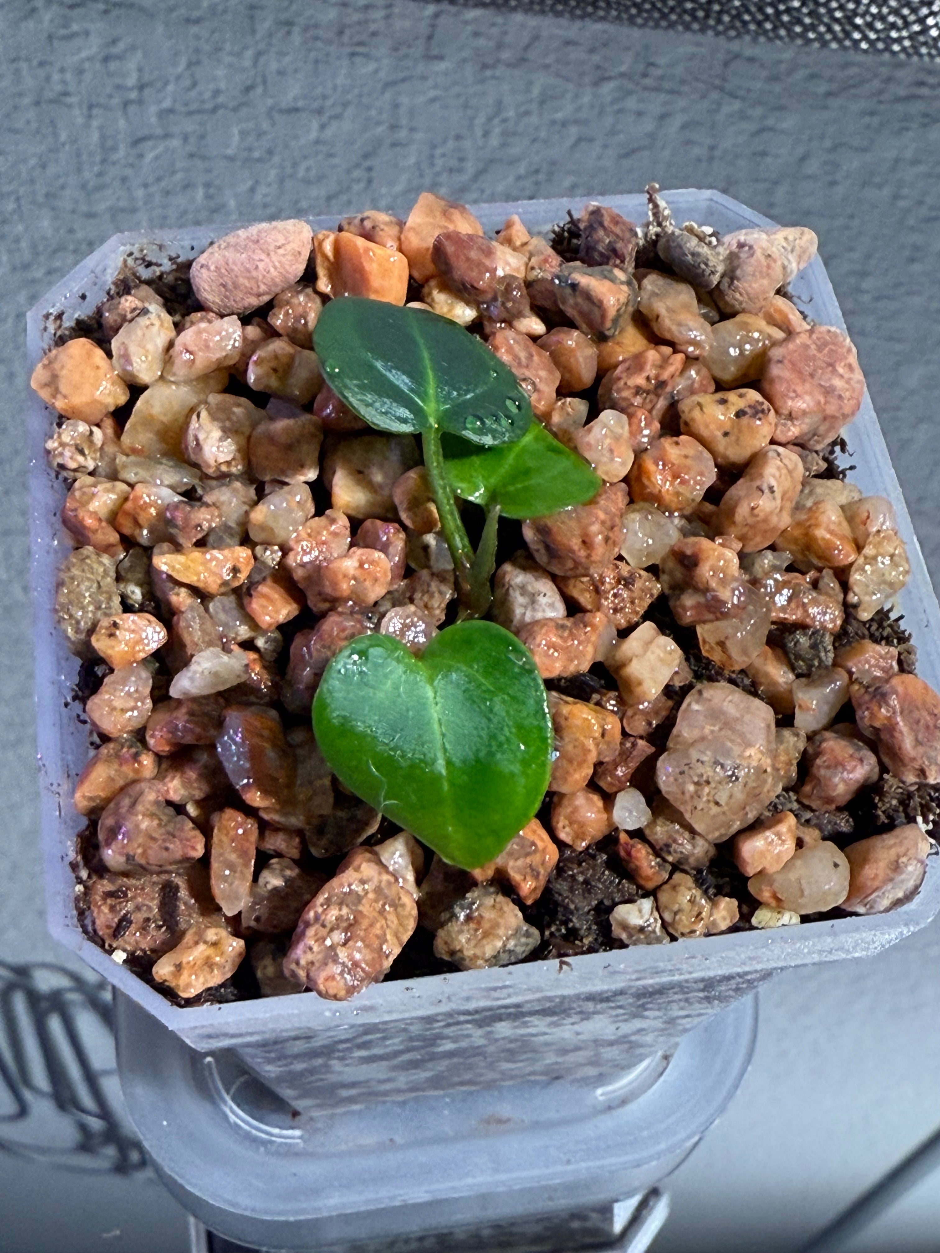 Anthurium NSE Red Crystal x Carlablackaie