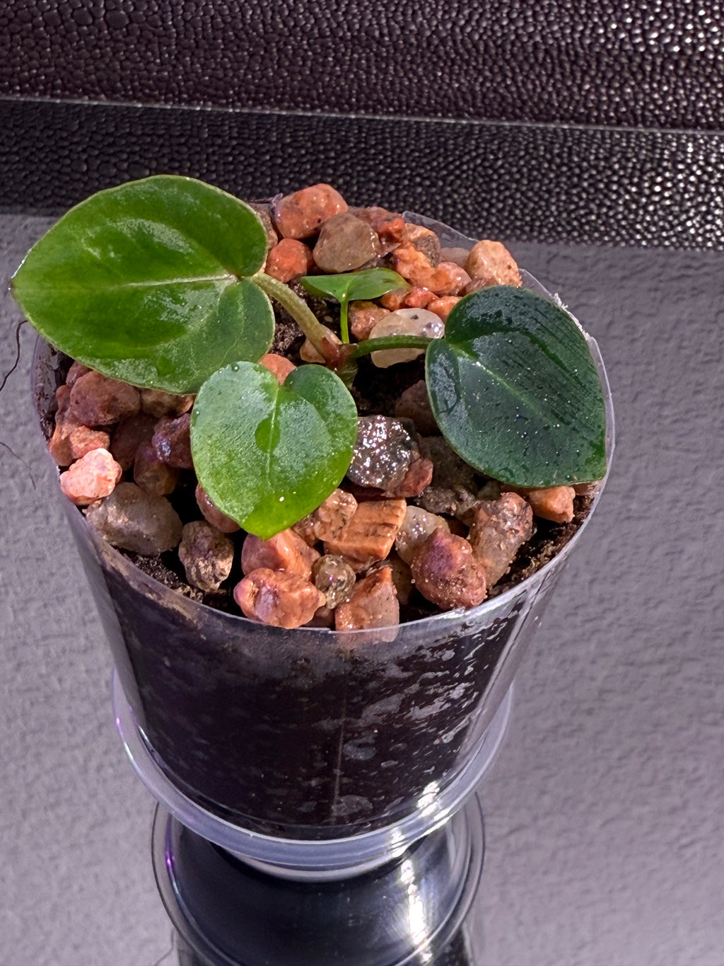 Anthurium NSE Red Crystal x Carlablackaie