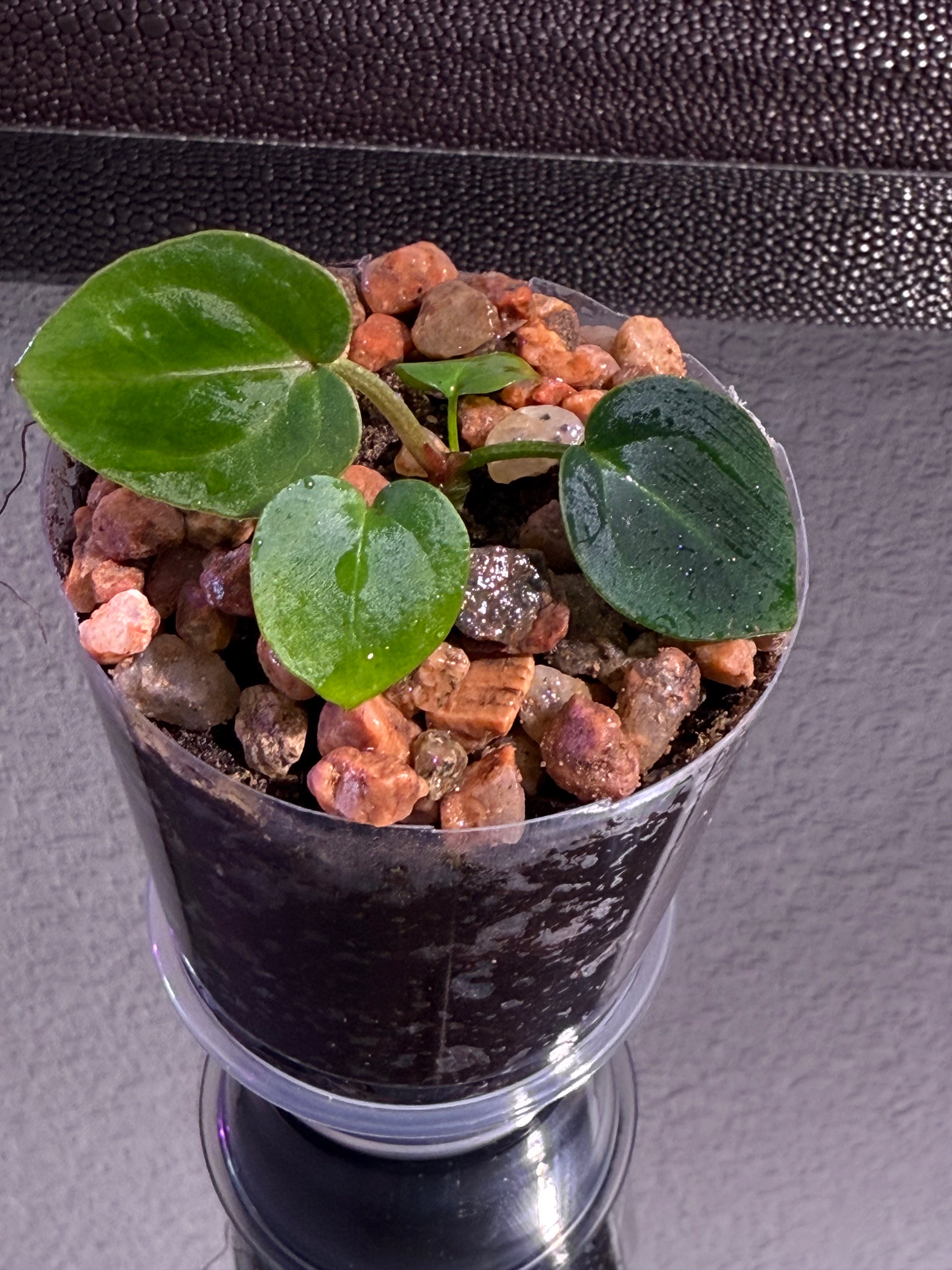 Anthurium NSE Red Crystal x Carlablackaie