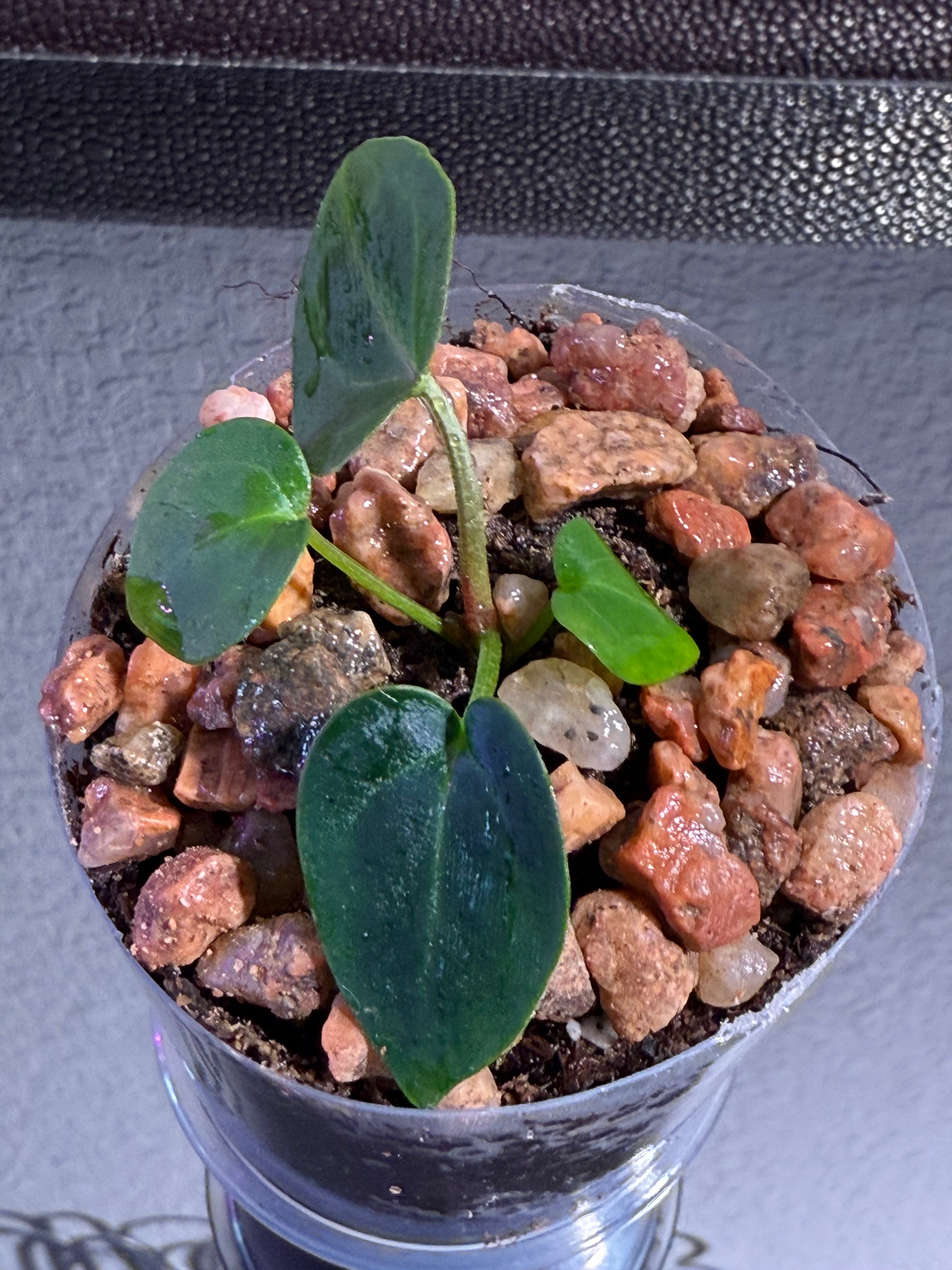Anthurium NSE Red Crystal x Carlablackaie