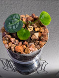 Anthurium NSE Red Crystal x Carlablackaie