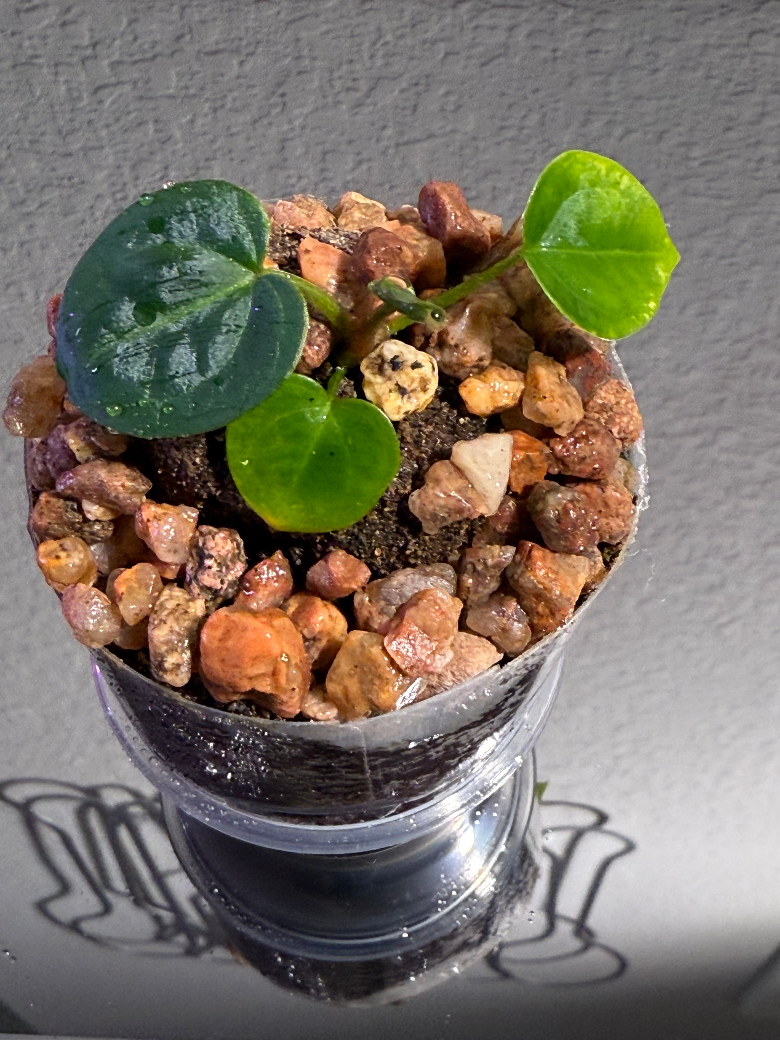 Anthurium NSE Red Crystal x Carlablackaie