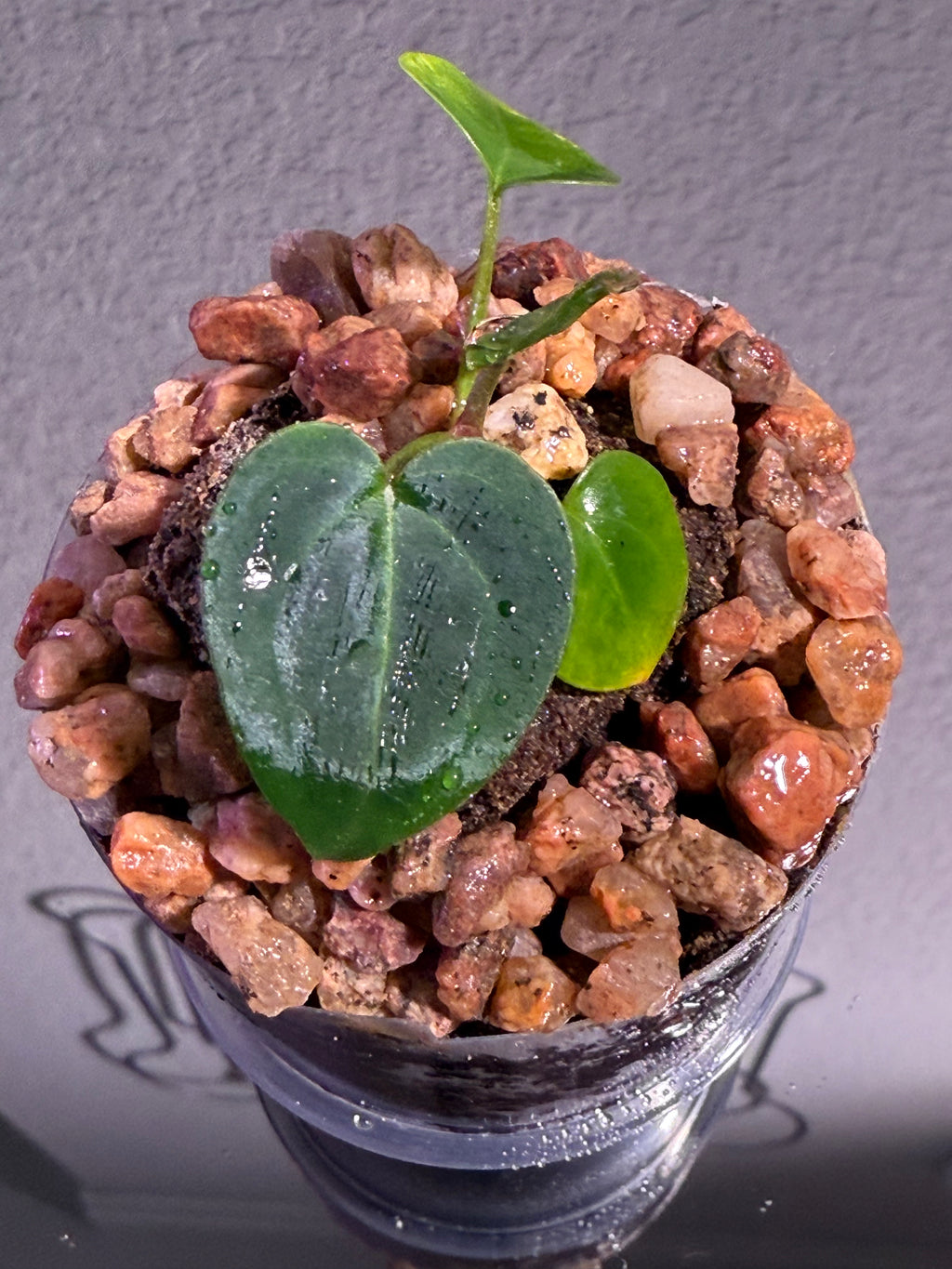 Anthurium NSE Red Crystal x Carlablackaie