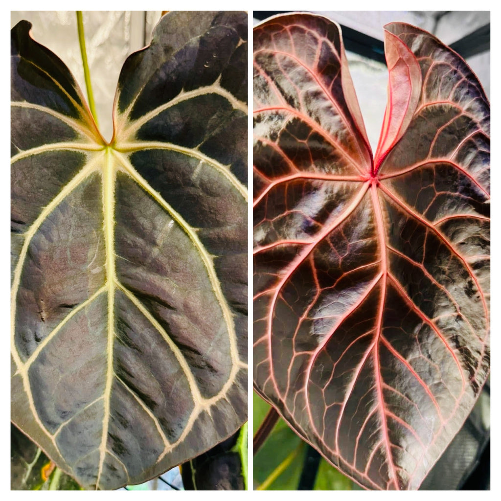 Anthurium NSE Red Crystal x Carlablackaie