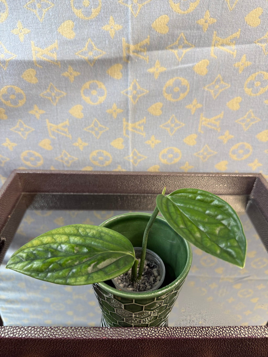 Monstera Peru Variegated