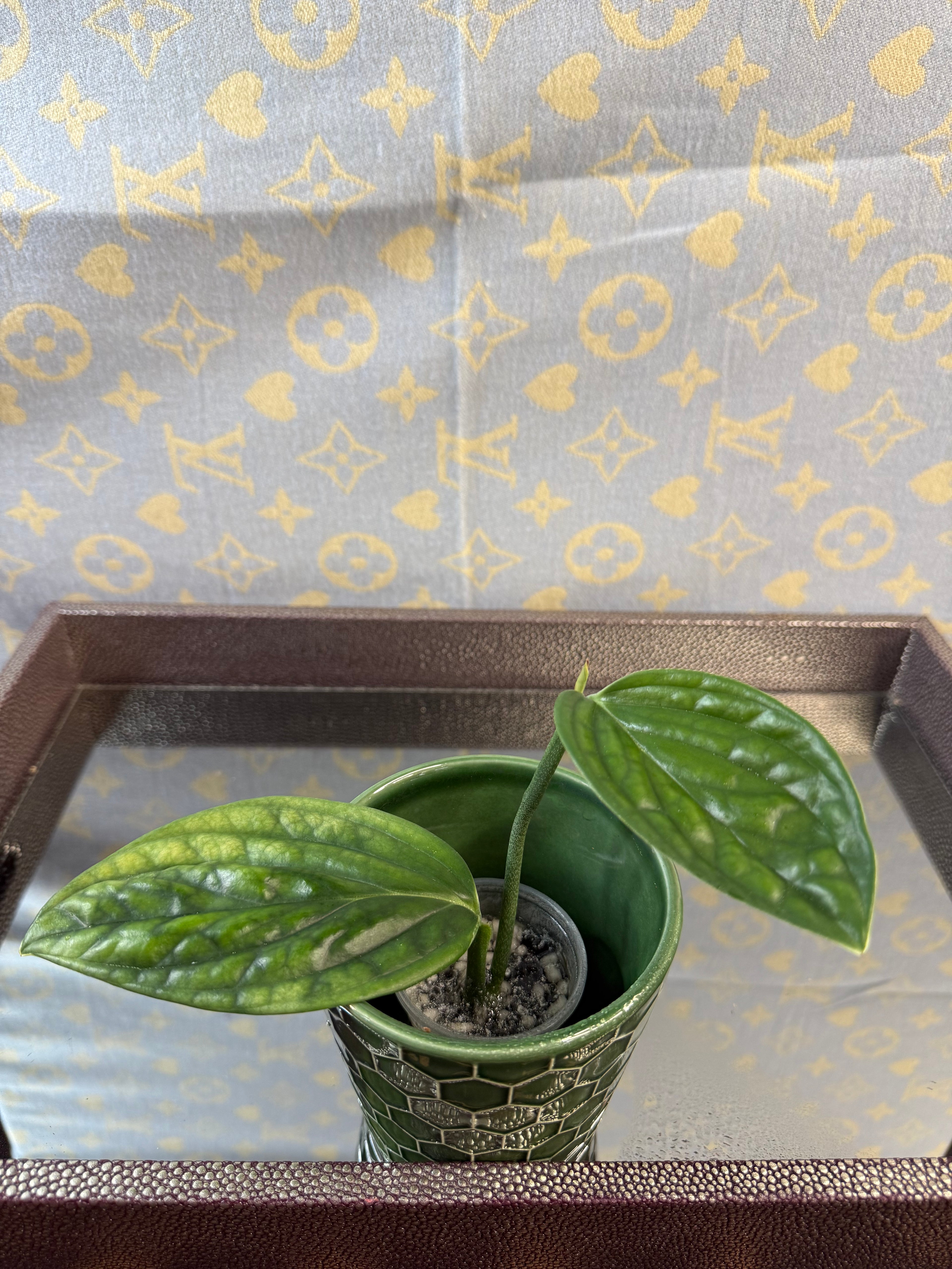 Monstera Peru Variegated
