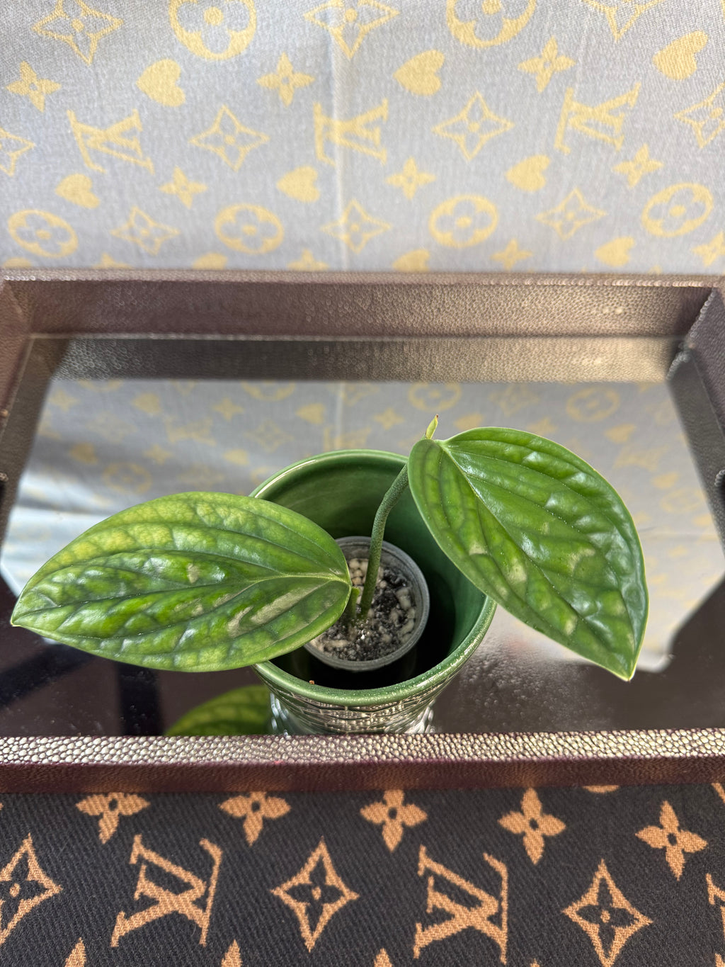 Monstera Peru Variegated
