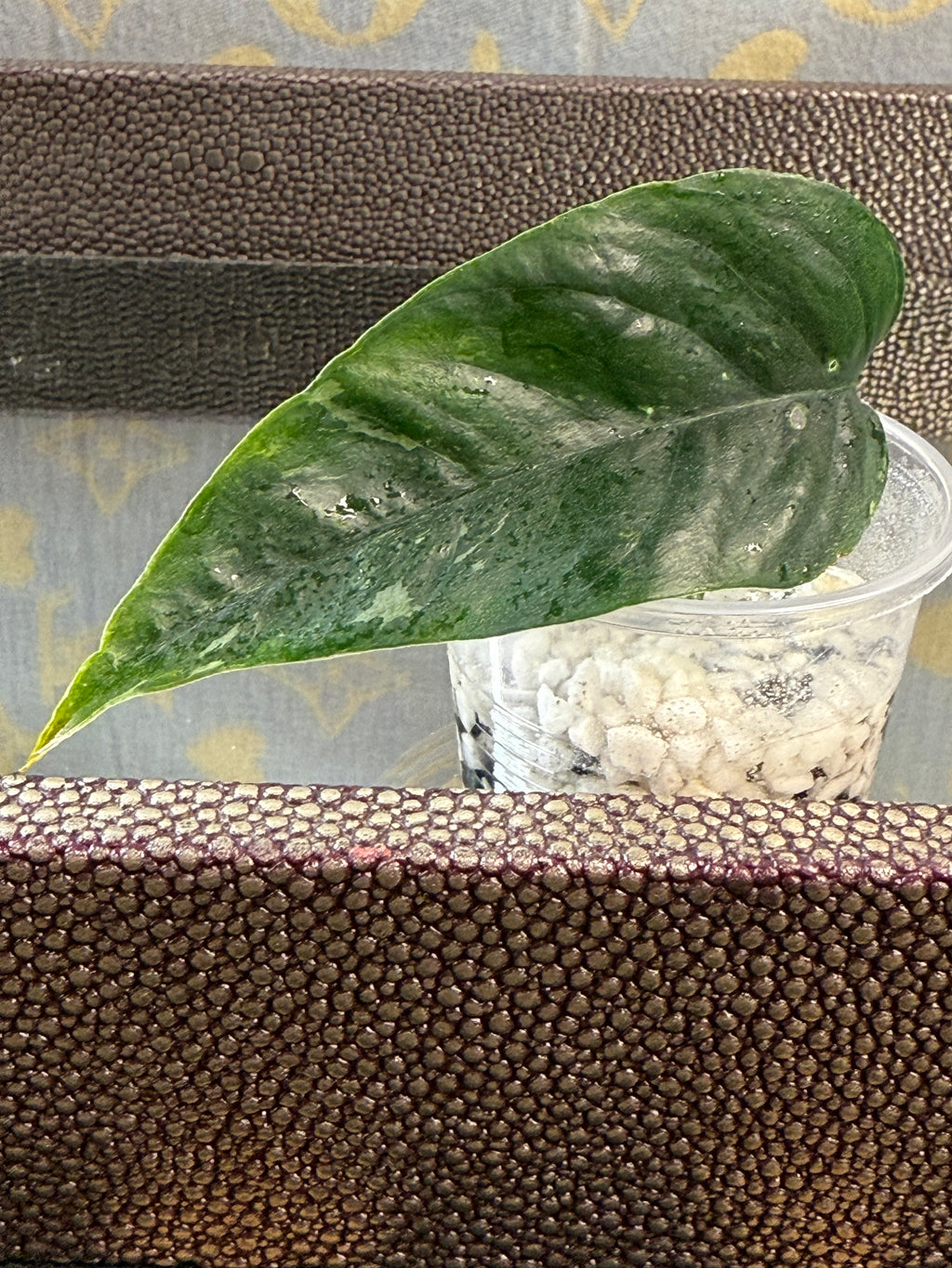 Epipremnum Pinnatum Albo Variegated rooted cutting