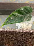 Epipremnum Pinnatum Albo Variegated rooted cutting