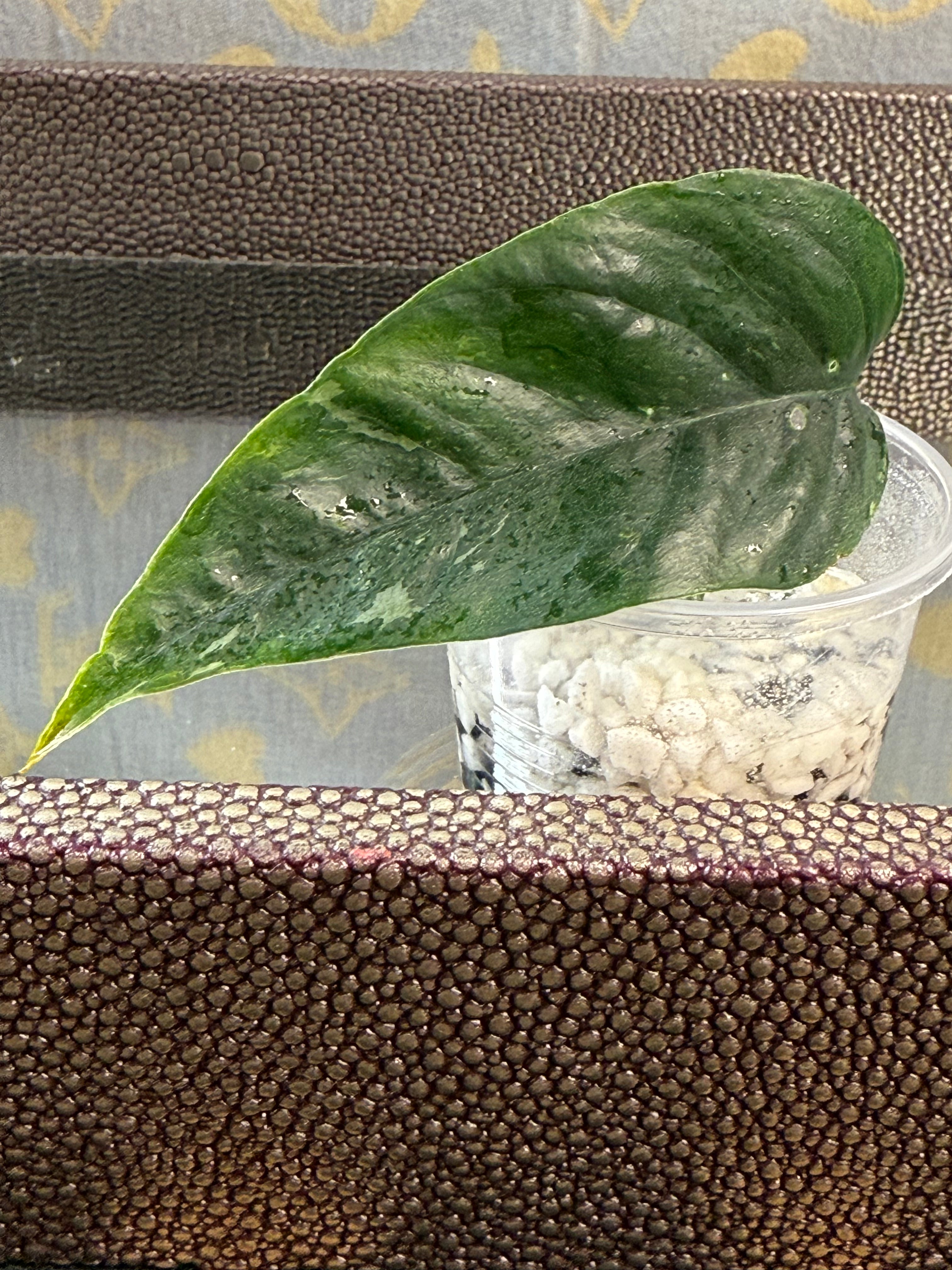 Epipremnum Pinnatum Albo Variegated rooted cutting