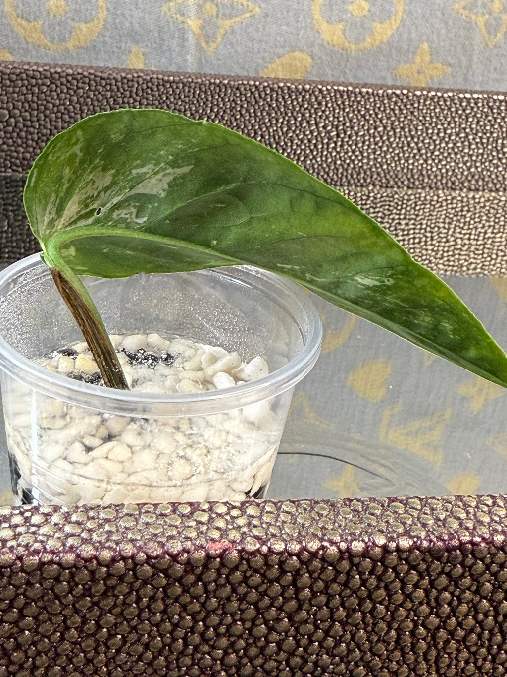 Epipremnum Pinnatum Albo Variegated rooted cutting