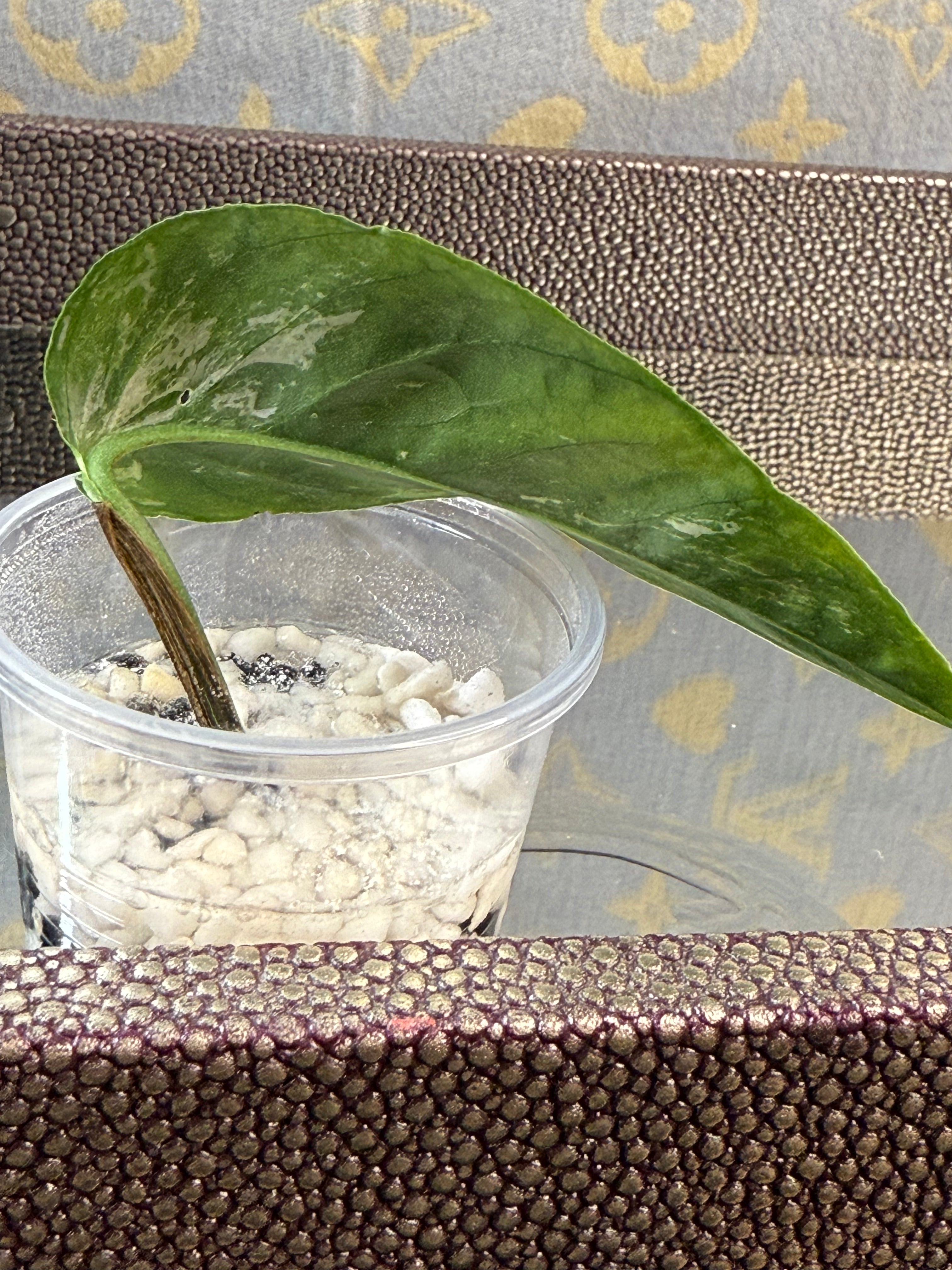 Epipremnum Pinnatum Albo Variegated rooted cutting