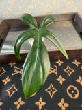 Philodendron Florida Green rooted cutting