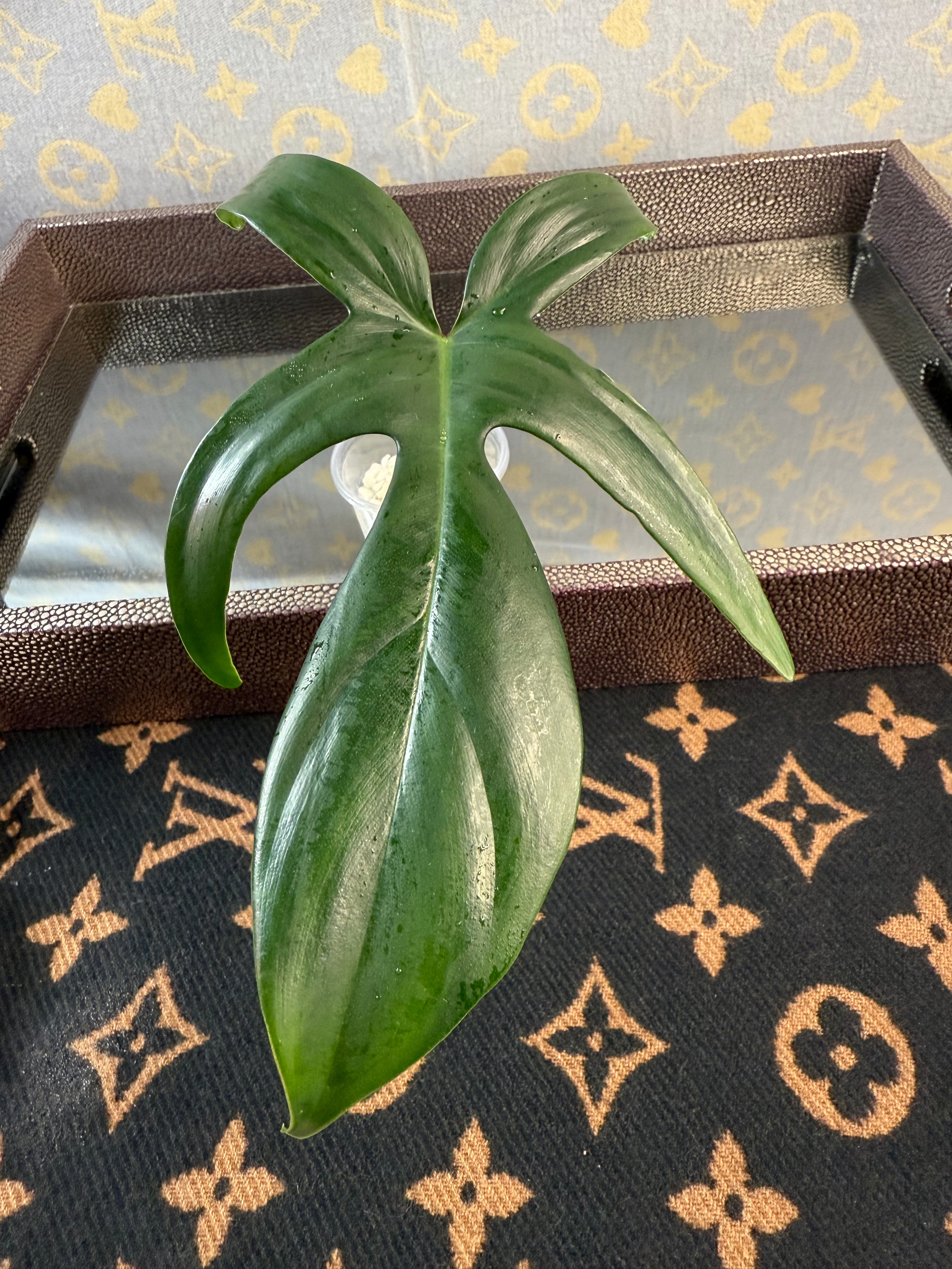 Philodendron Florida Green rooted cutting