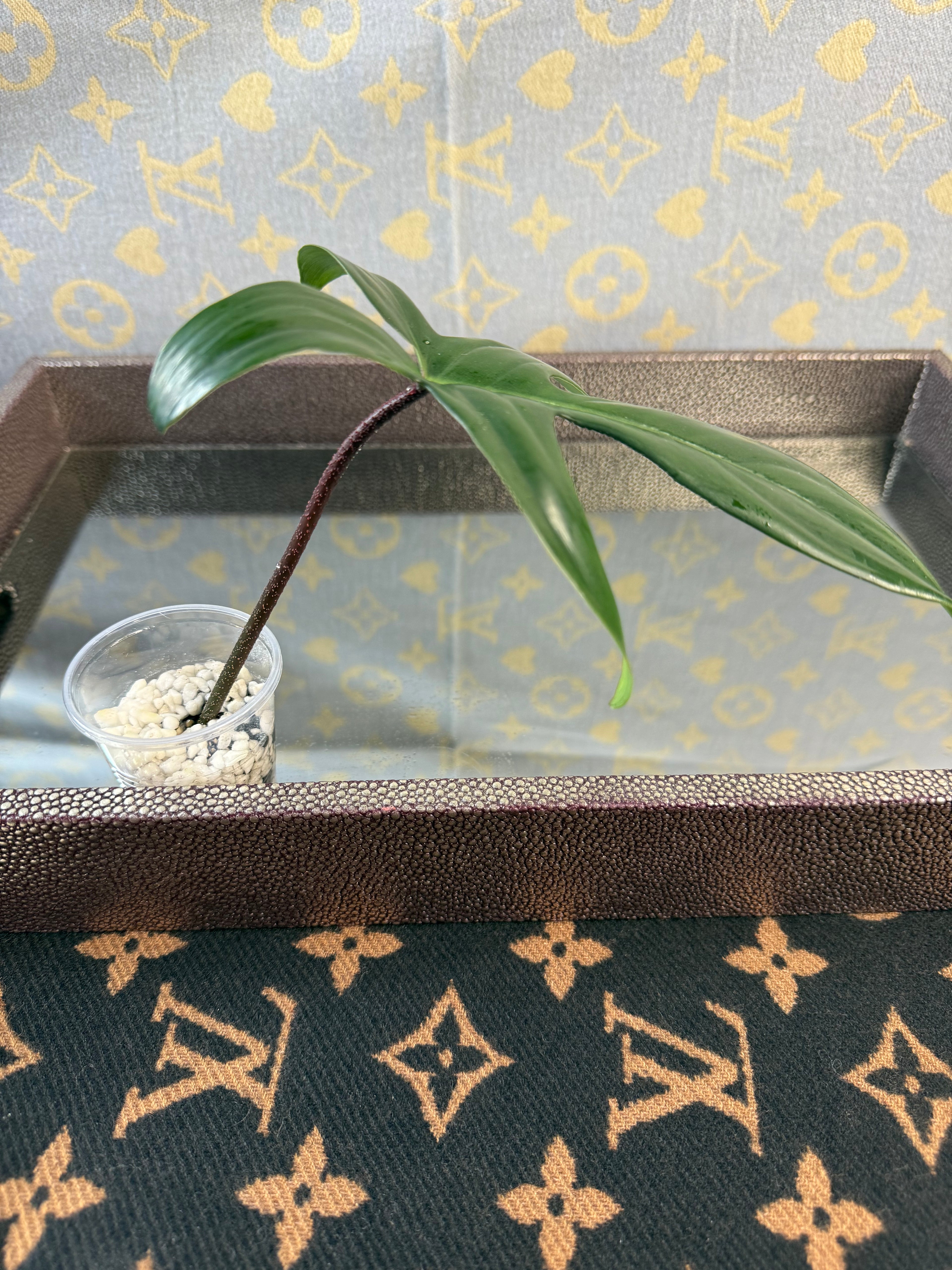 Philodendron Florida Green rooted cutting