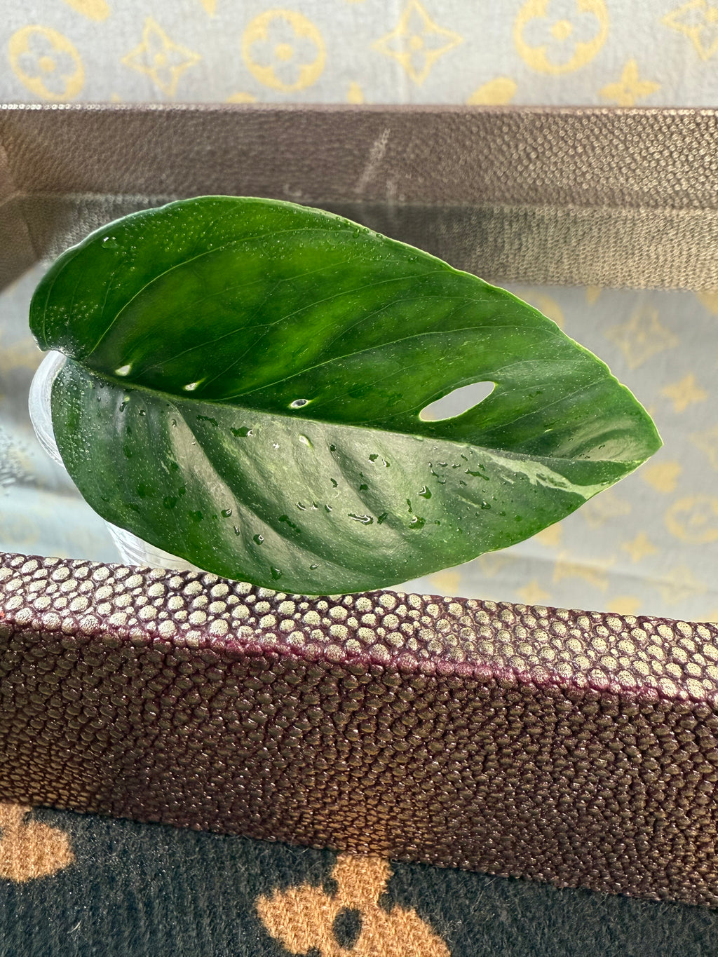 Epipremnum Pinnatum Albo cutting