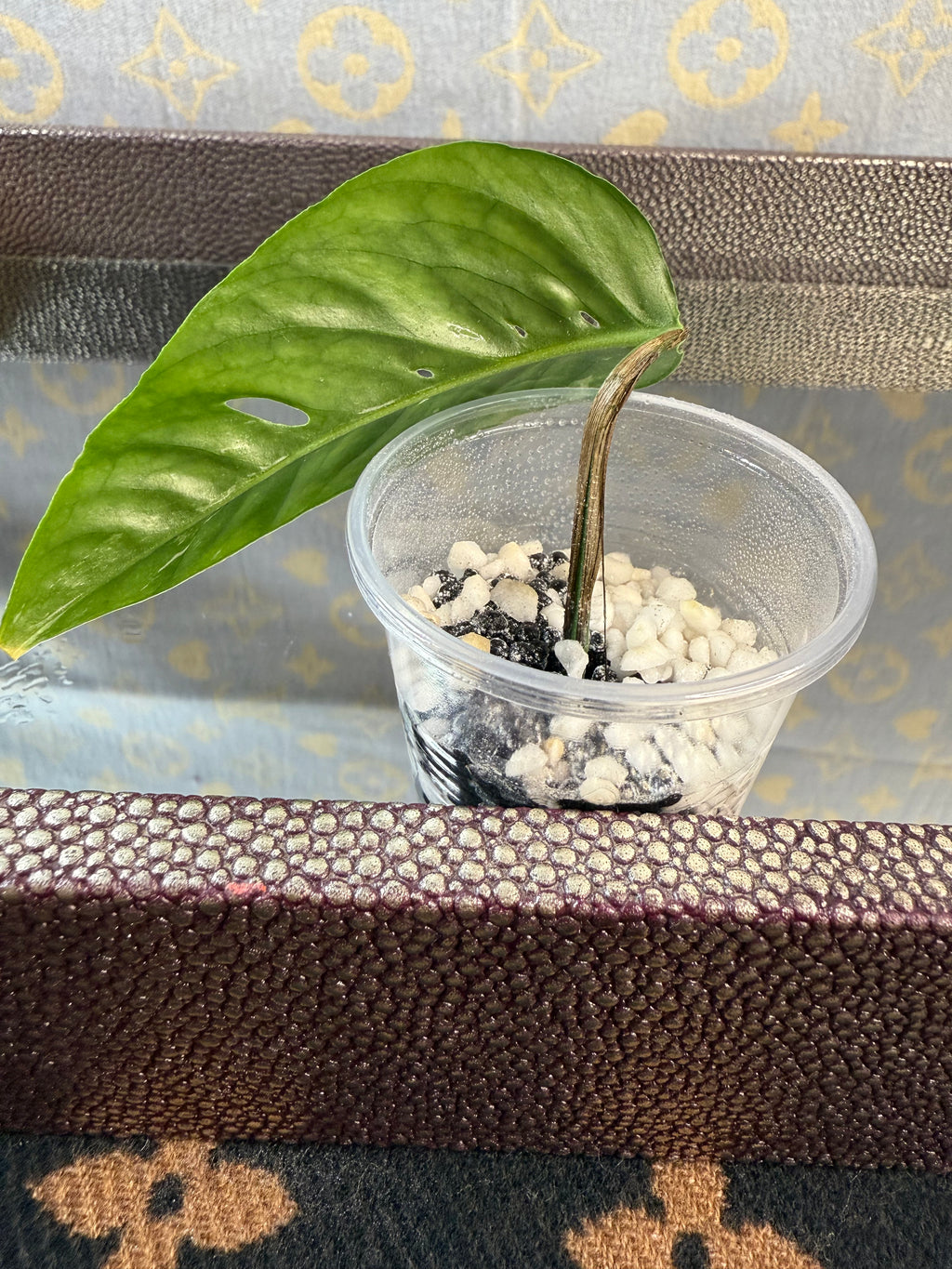 Epipremnum Pinnatum Albo cutting