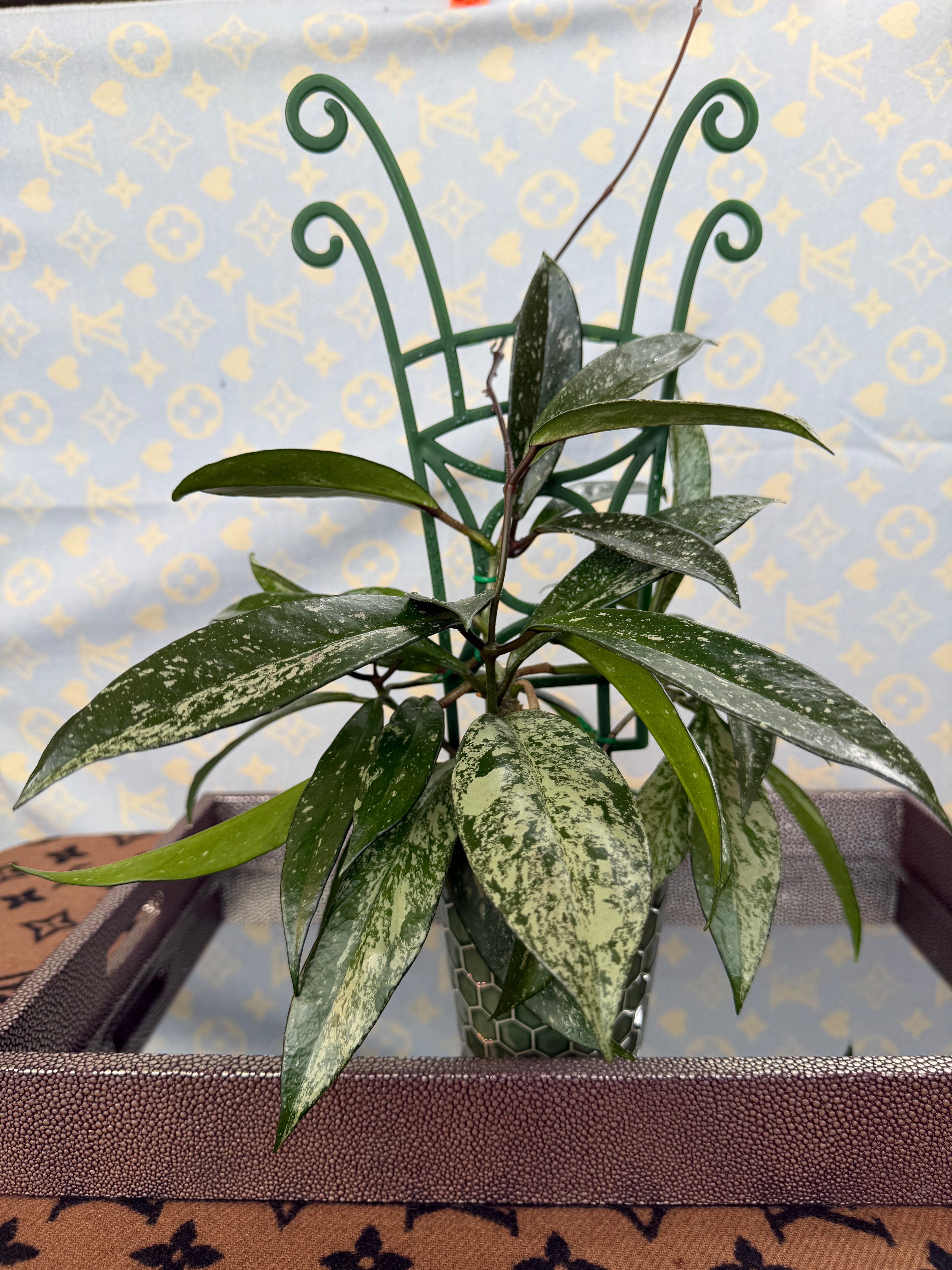 Hoya Pubicalyx Splash