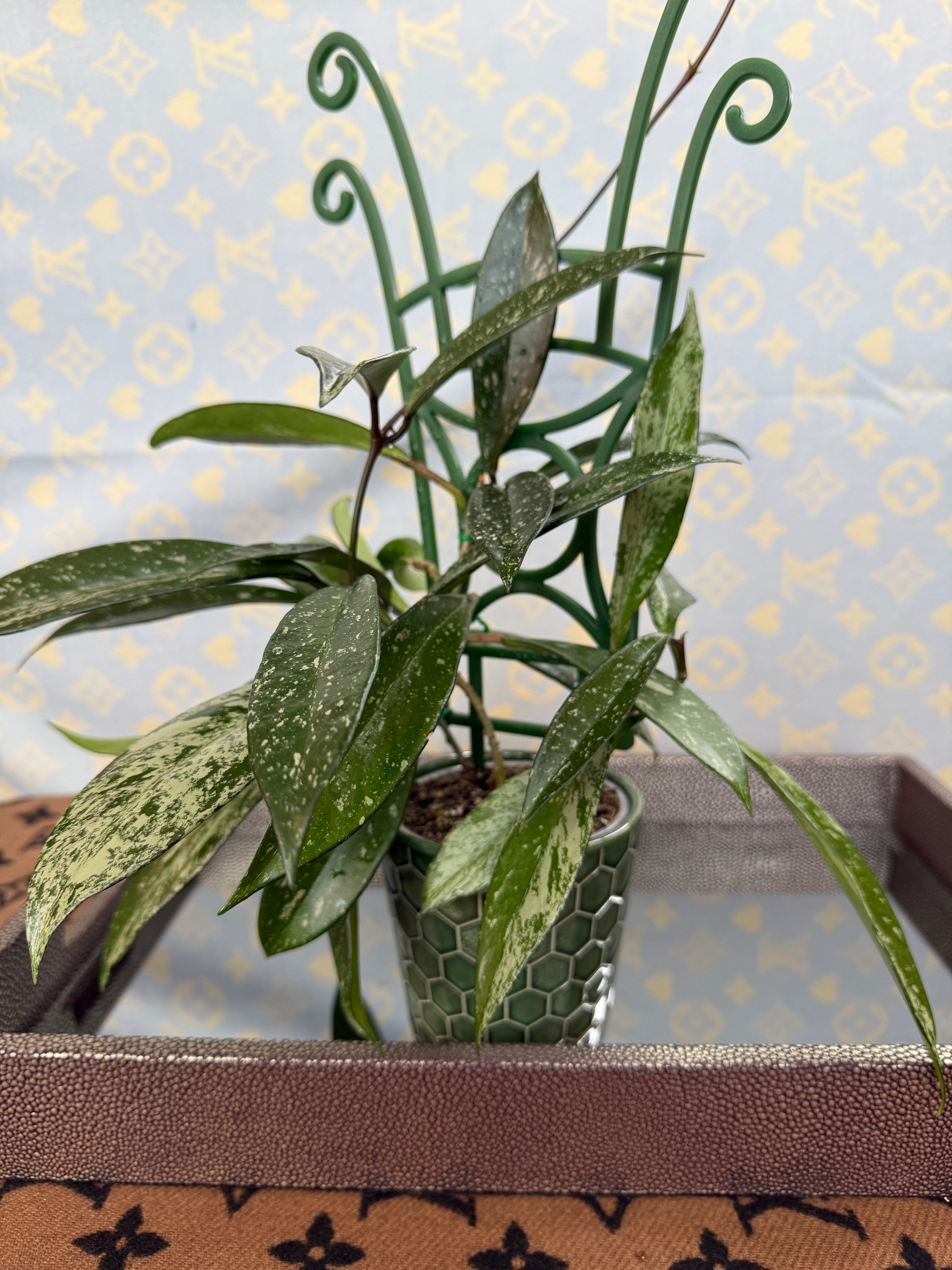 Hoya Pubicalyx Splash