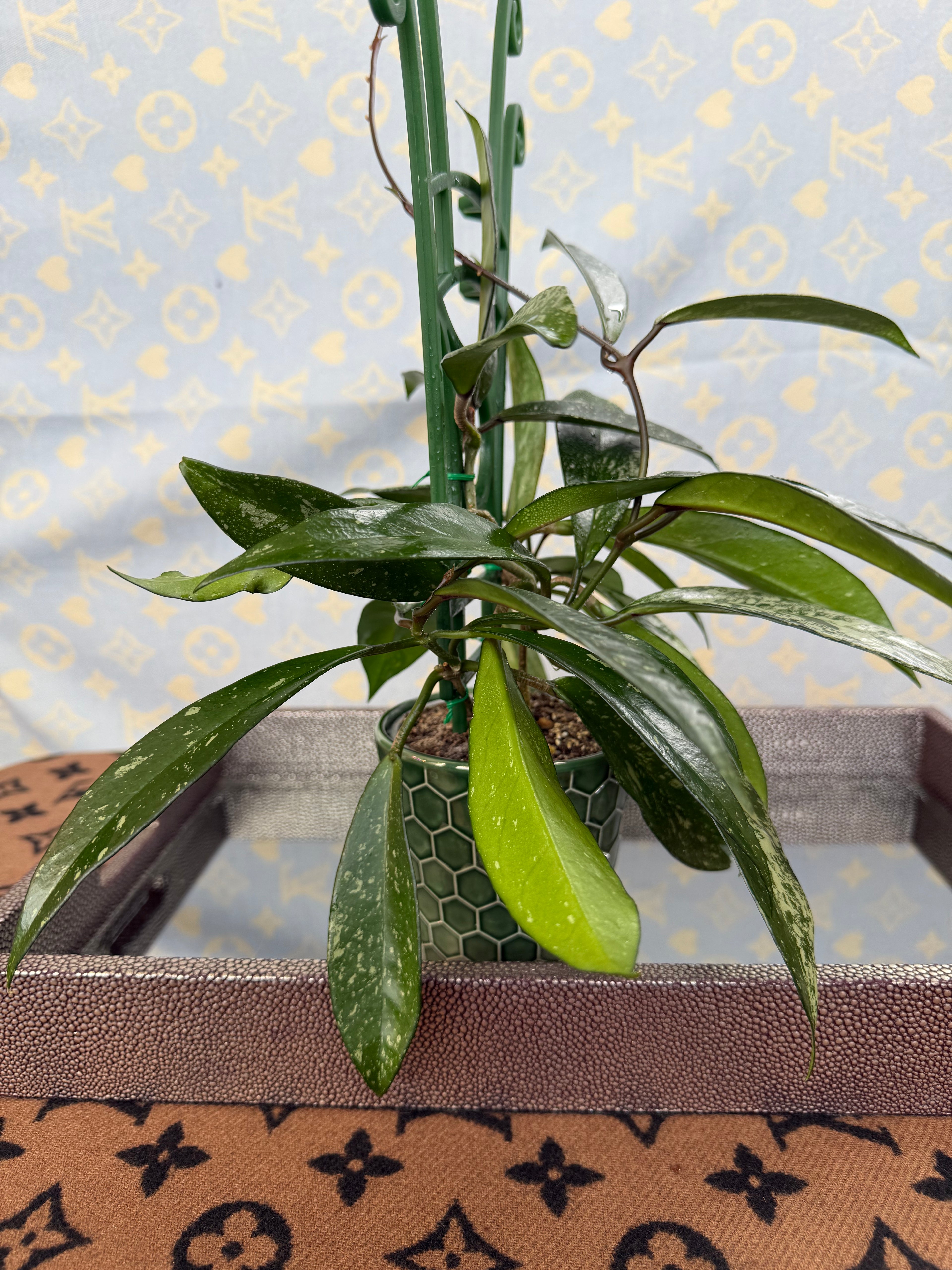 Hoya Pubicalyx Splash