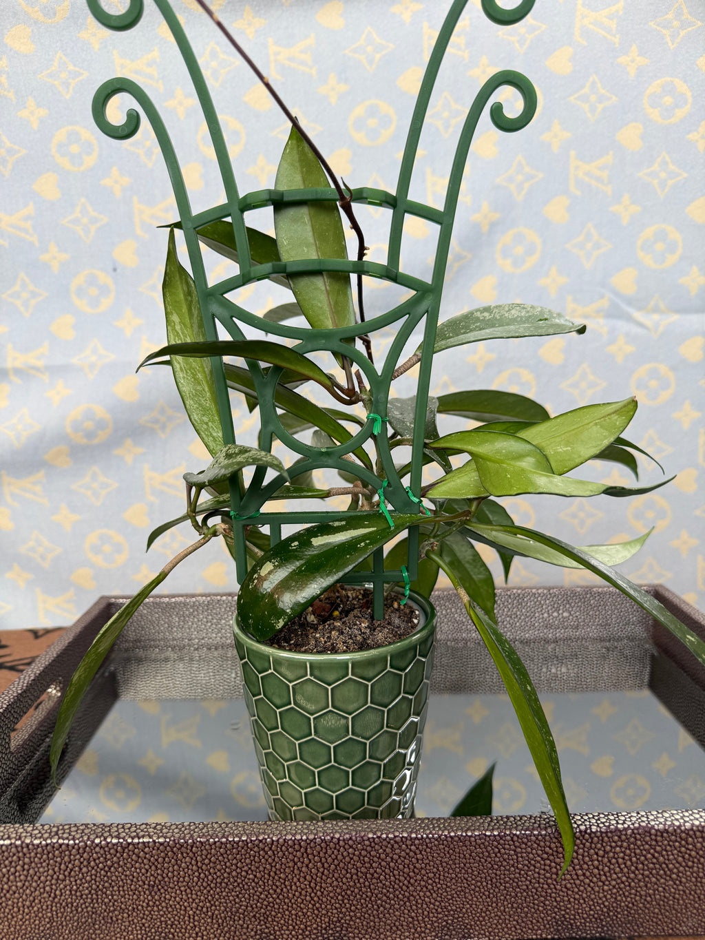 Hoya Pubicalyx Splash