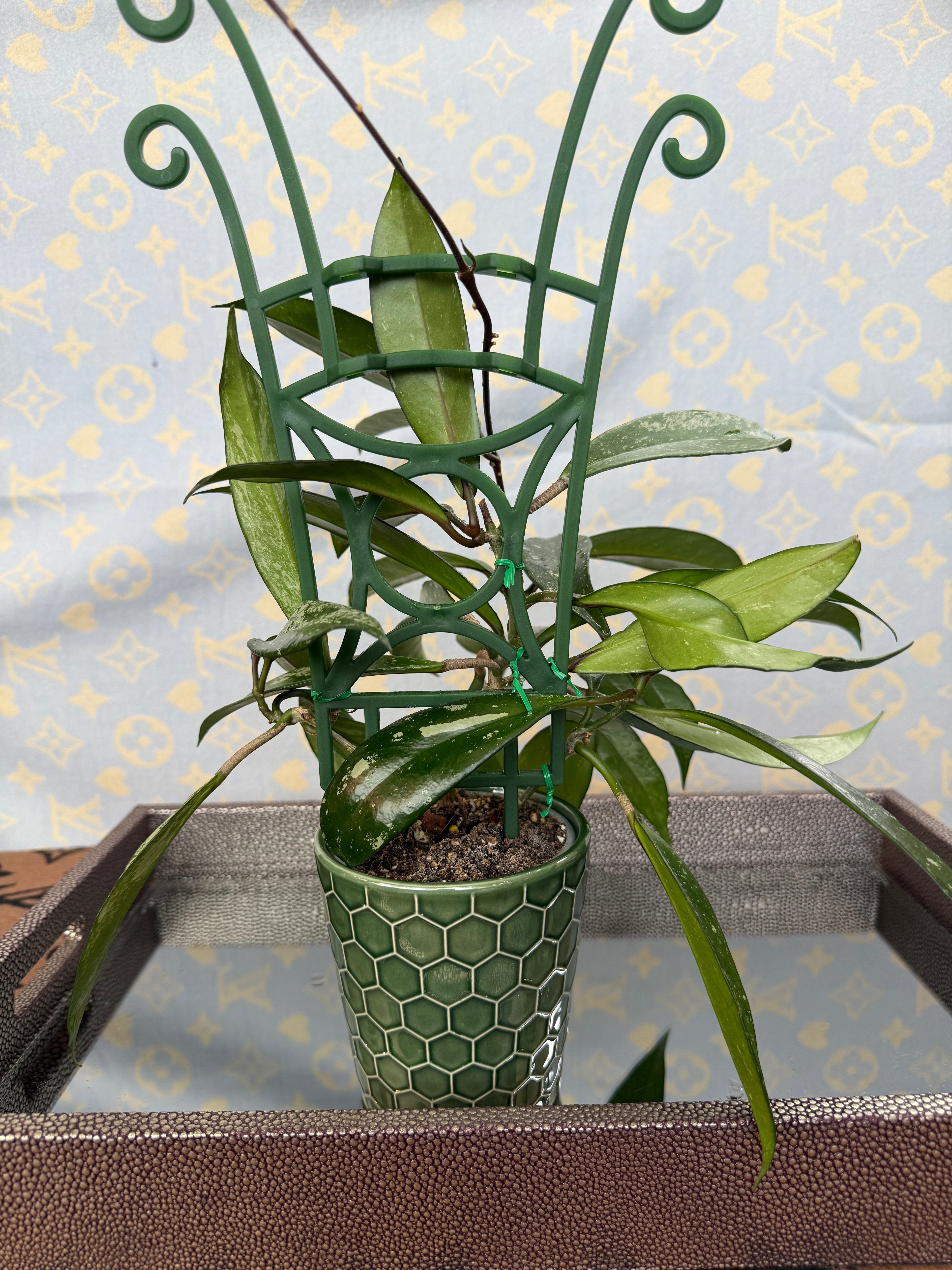 Hoya Pubicalyx Splash