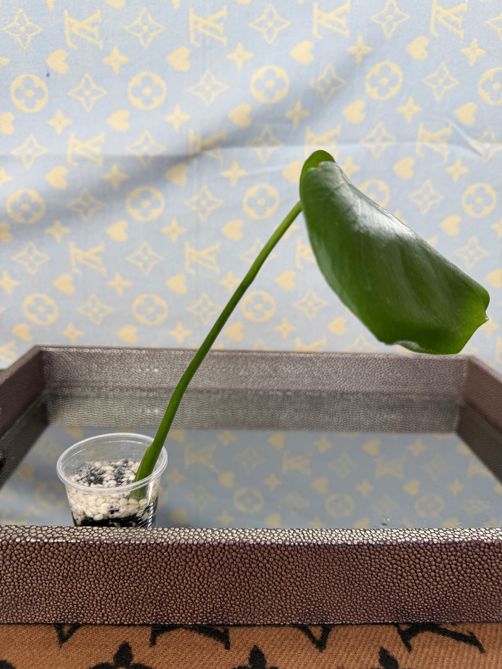 Monstera Deliciosa