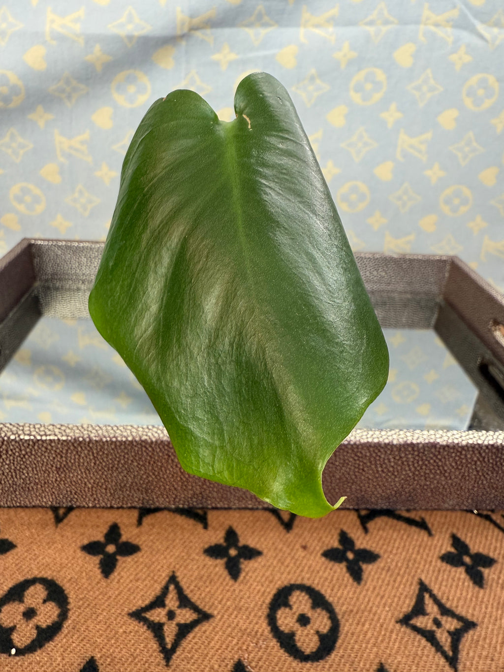 Monstera Deliciosa